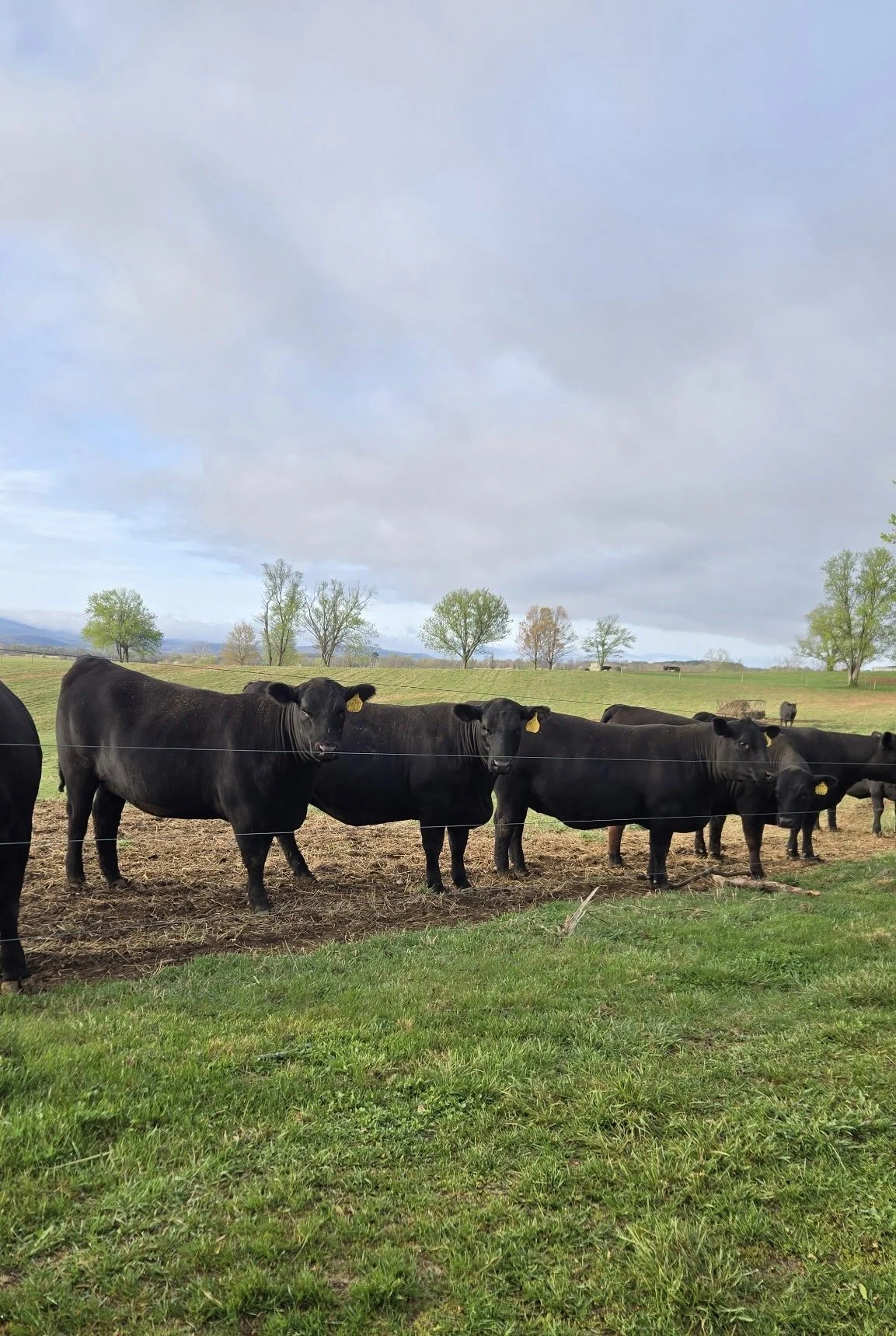 2026 Female Black Angus on Audley Farm