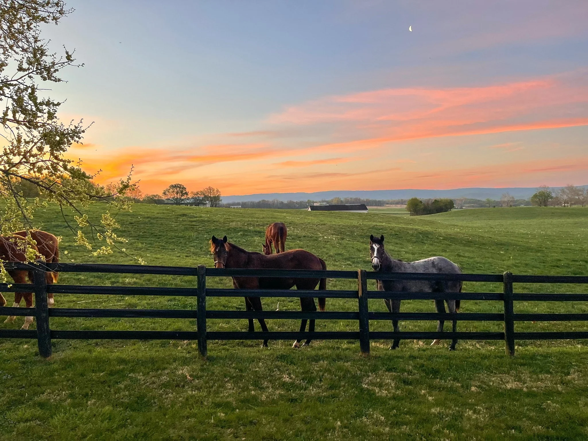 Four horses grazing in a green pasture at sunset, with a wooden fence in the foreground and a colorful sky with a crescent moon in the background.