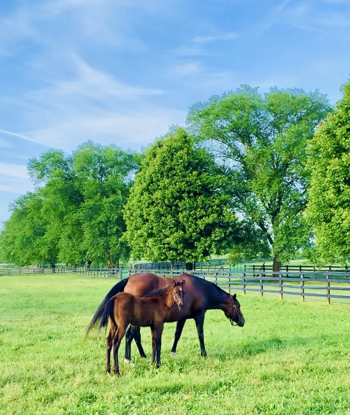 An Audley Farm Equine Program horse and foal grazing in a green pasture with trees and a fence under a blue sky.