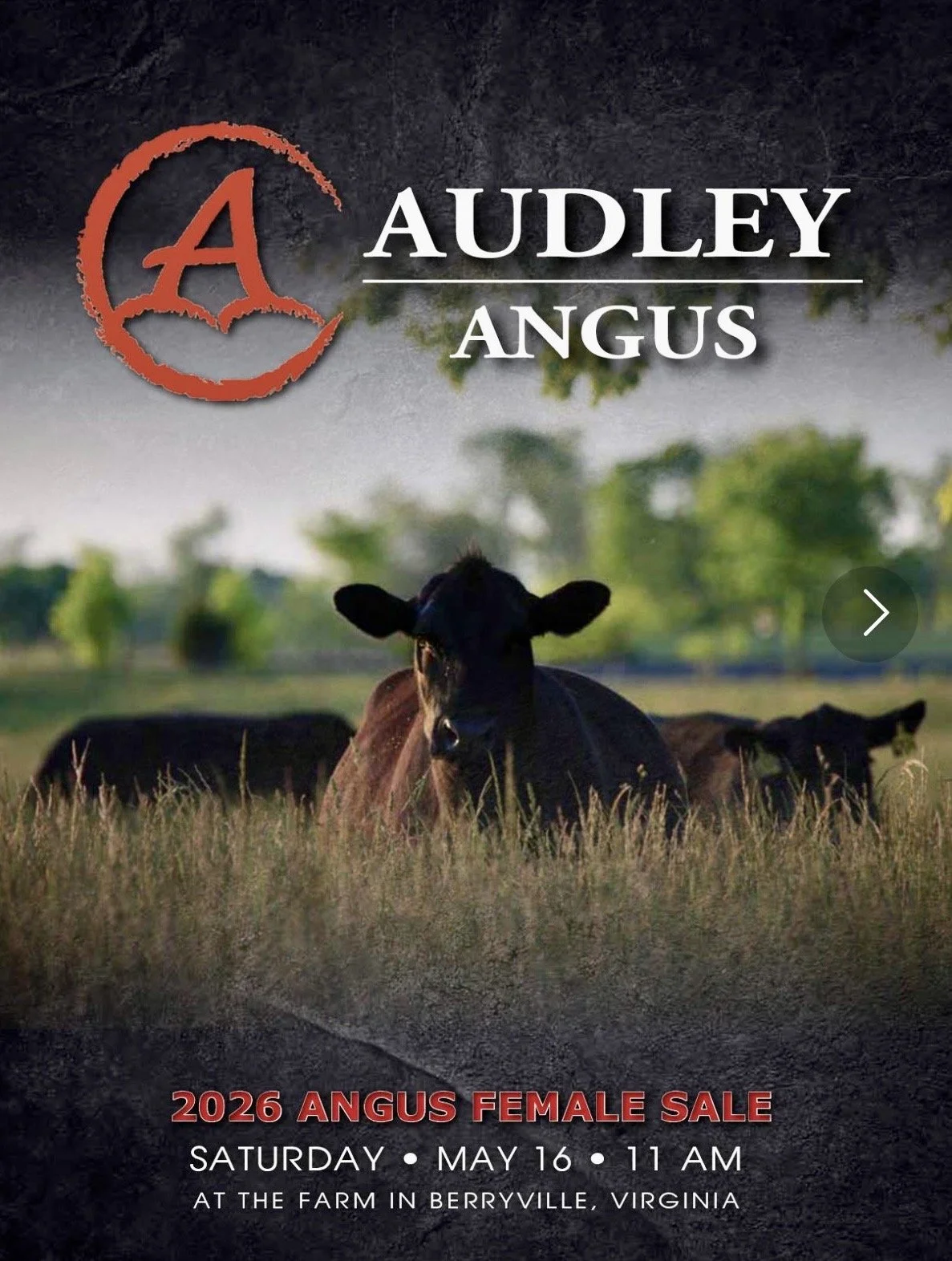 Audley Angus 2026 Female Sale Catalog Cover