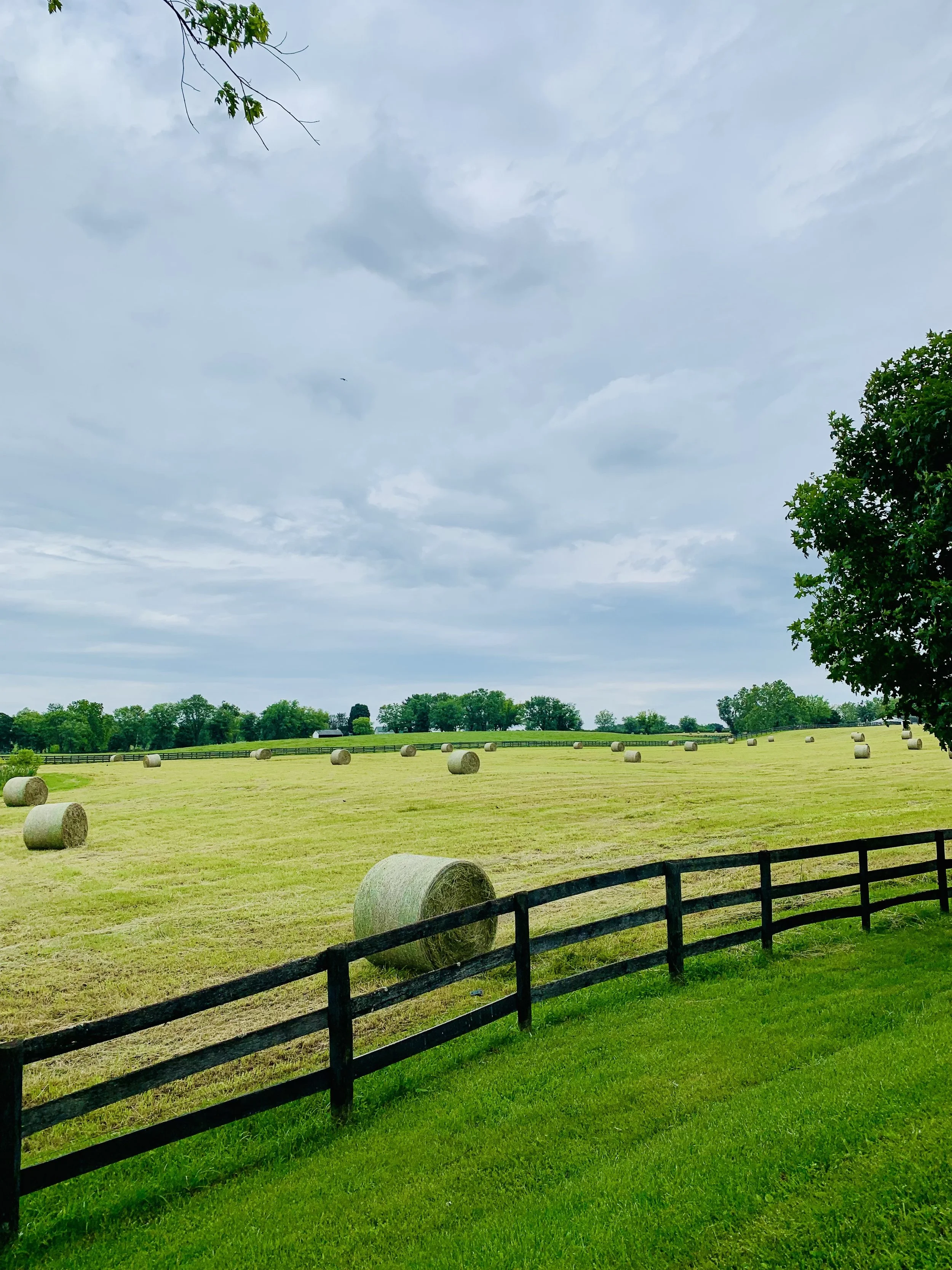 A field of baled hay at Audley Farm in Berryville, Virginia