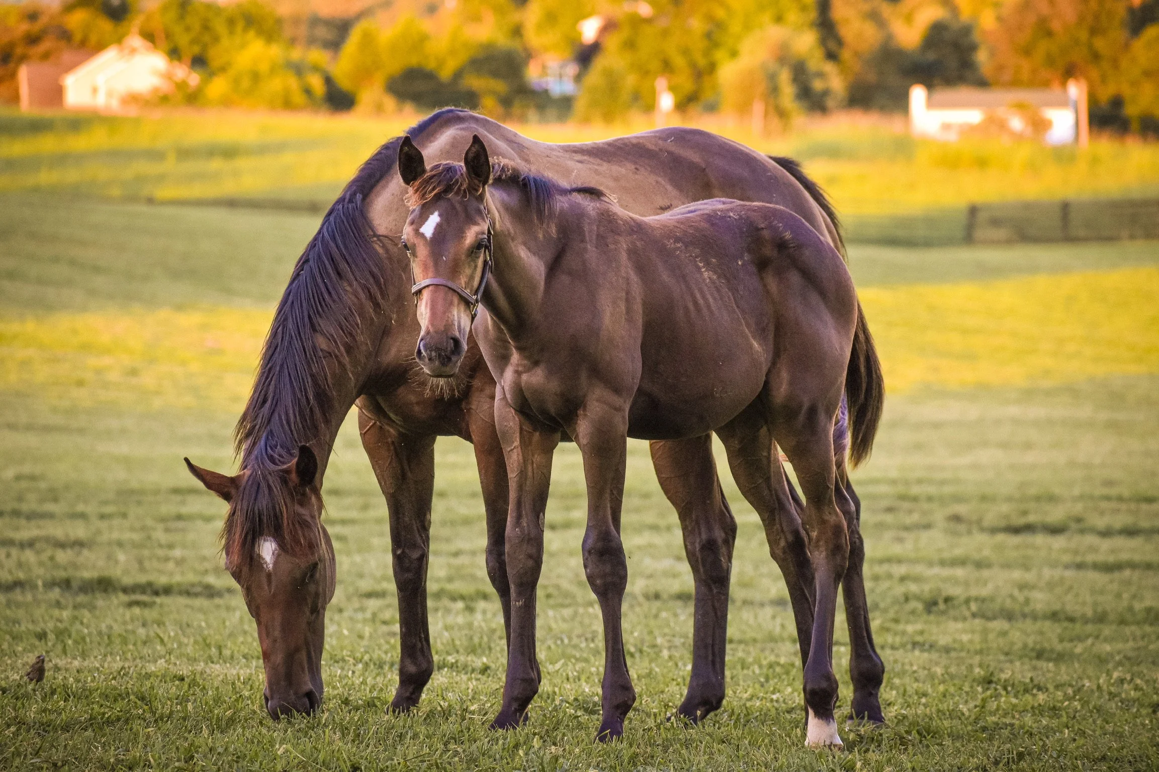 Two horses in a field at Audley Farm