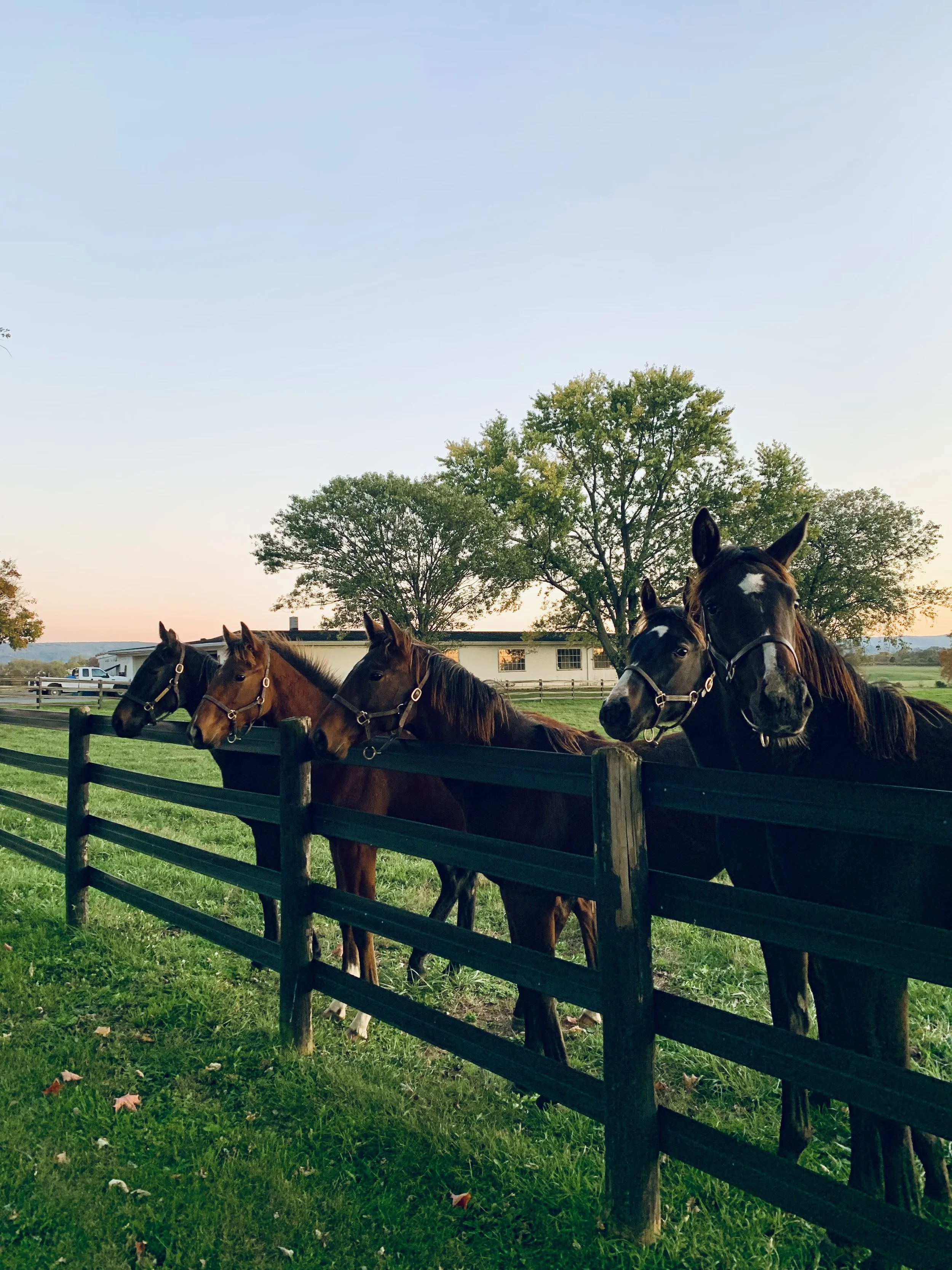 Five yearling horses by a fence at Audley Farm