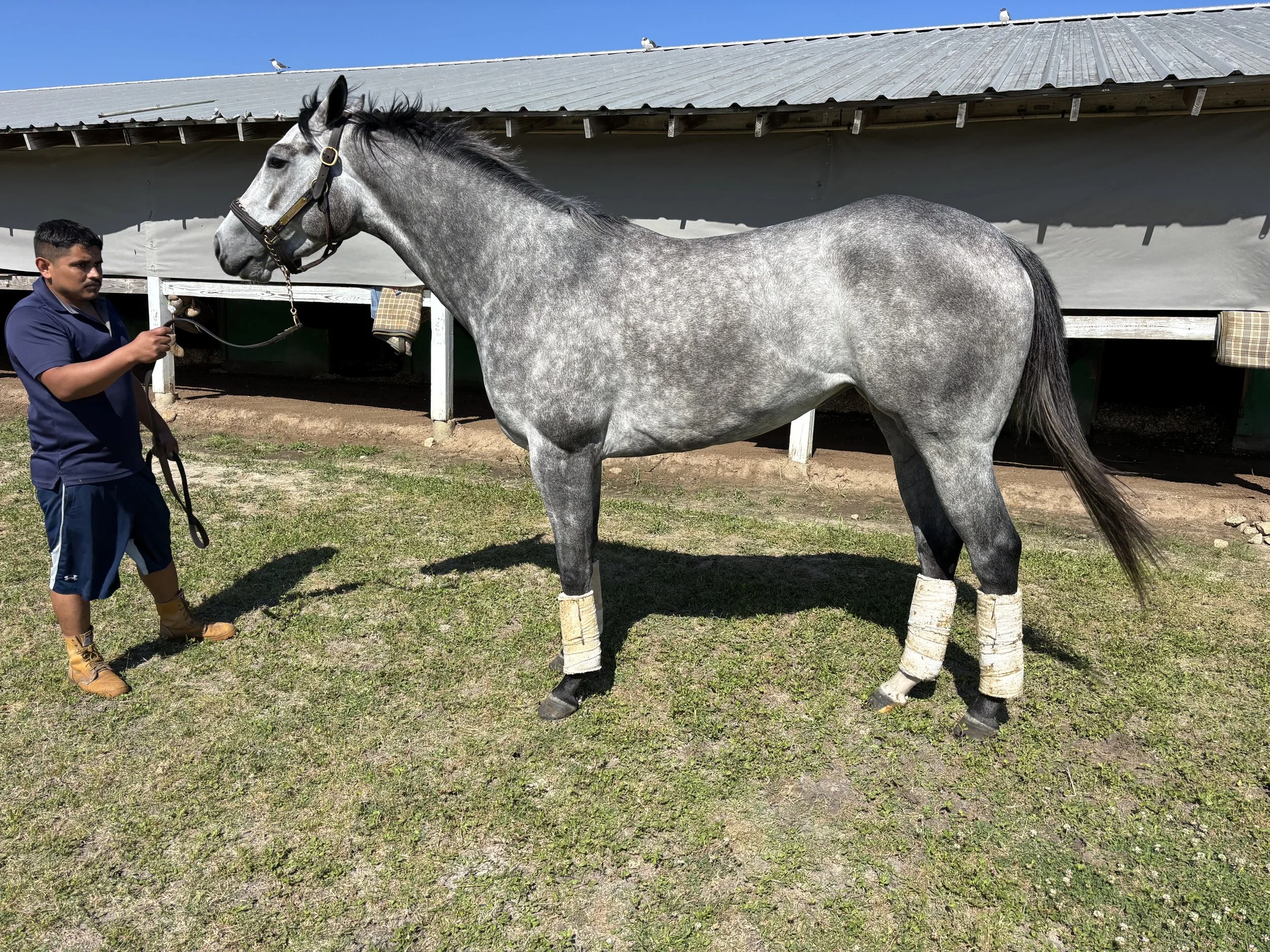 Audley Farm Equine horse, Quadra