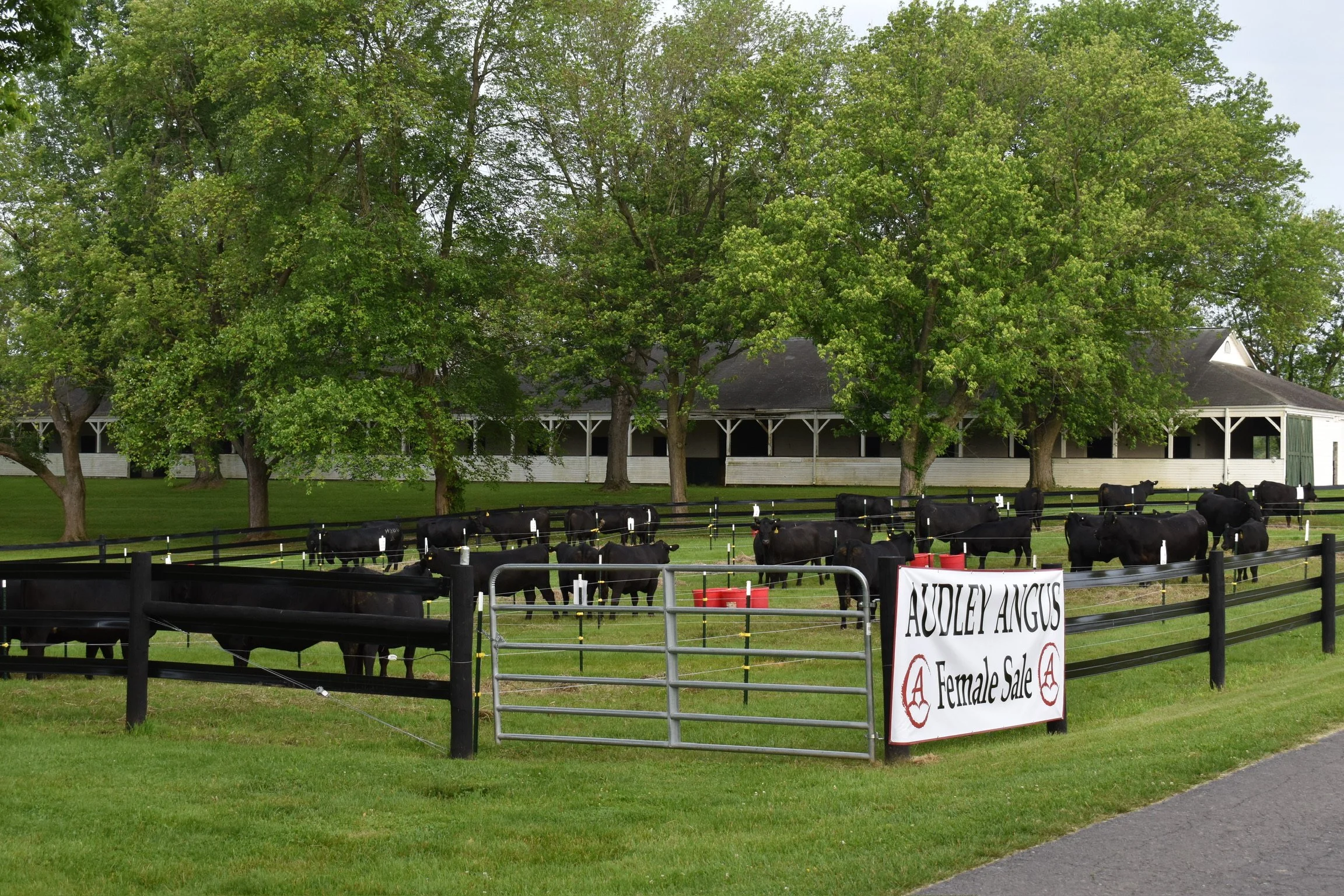 Photo of cows at Audley Farm Female Sale