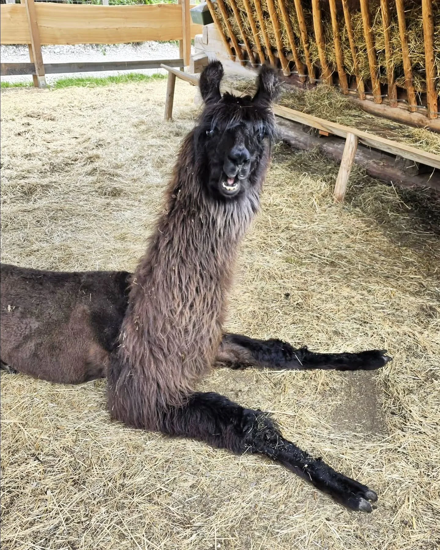 Bei diesen heißen Temperaturen heißt es relaxen und Füße hochlegen.. 🦙☀️
#llama #tirol #tierliebe #animal #verein #lama #summer #animals #animallover #relax