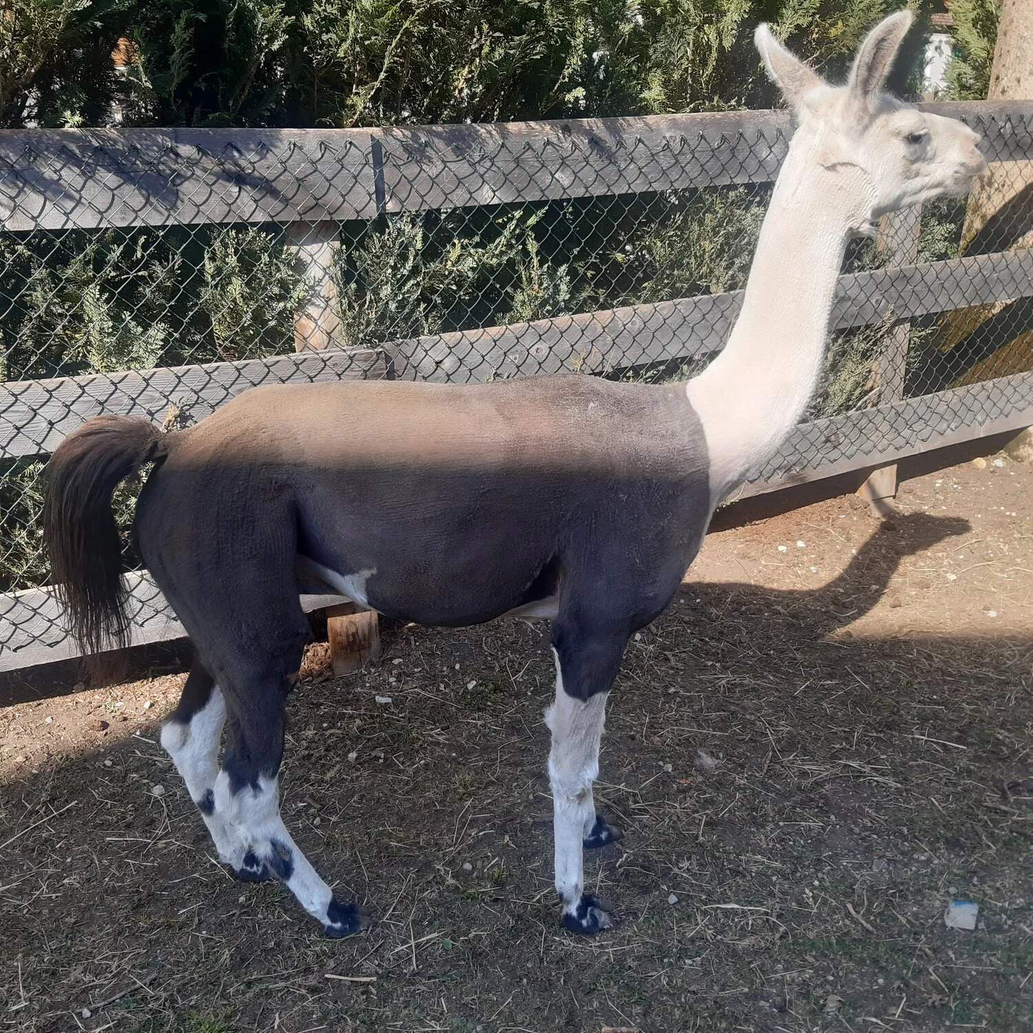 Ein Lama steht vor einem Zaun auf einem Gehege, umgeben von Büschen und Bäumen.