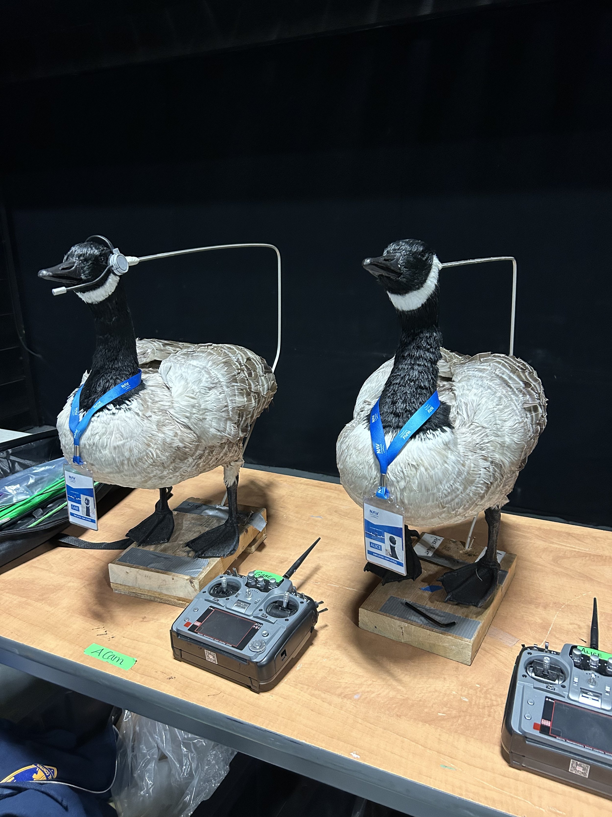 Nav Canada Geese 1.jpeg