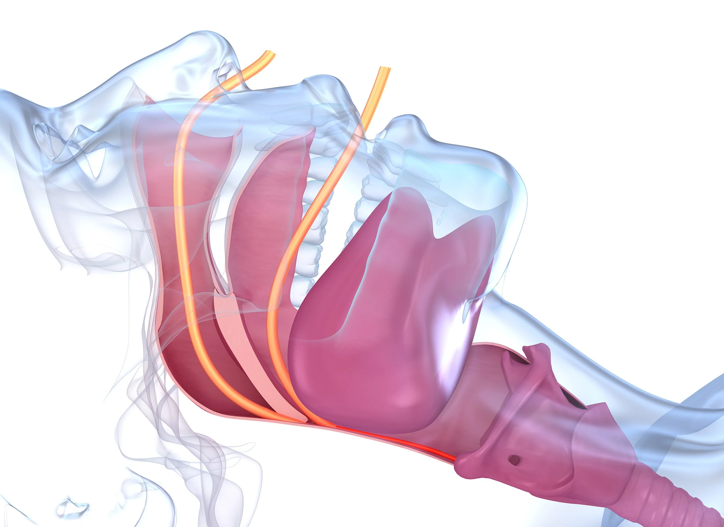 A detail illustration of snoring. Discover how oral appliances for snoring can end sleepless nights. Learn about custom devices, costs, effectiveness, and whether this solution is right for you.