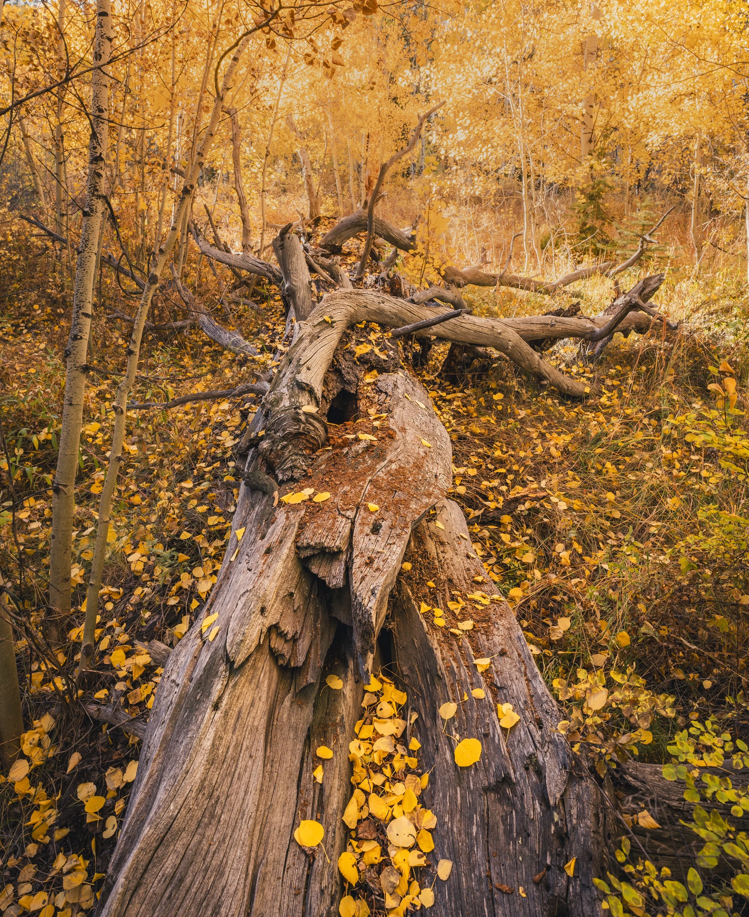 DSC06195-Edit(3)-2.jpg