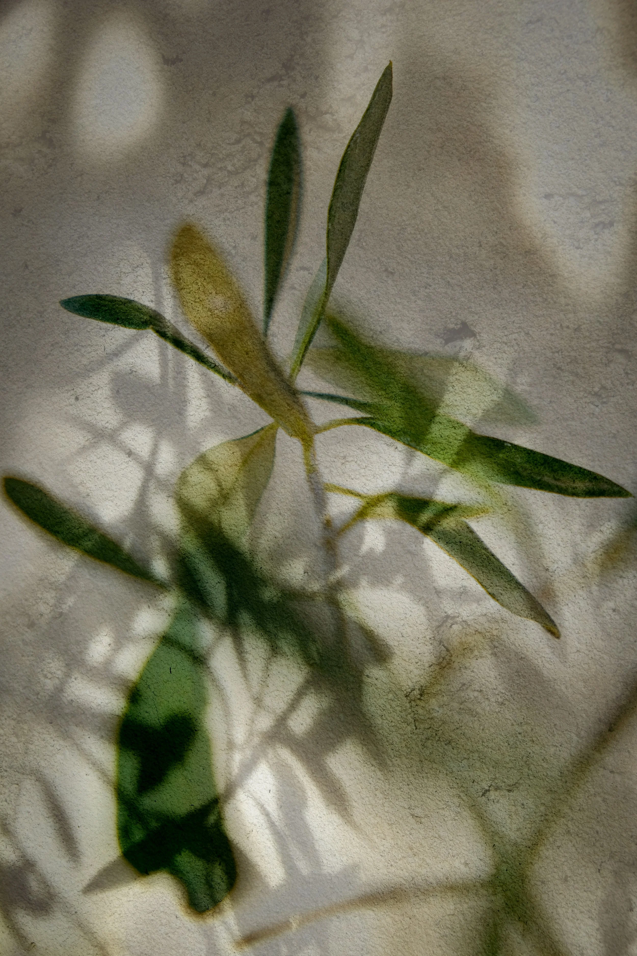 Olive leaves casting soft shadows on a warm beige wall, culturally sensitive therapy in Alamo, CA