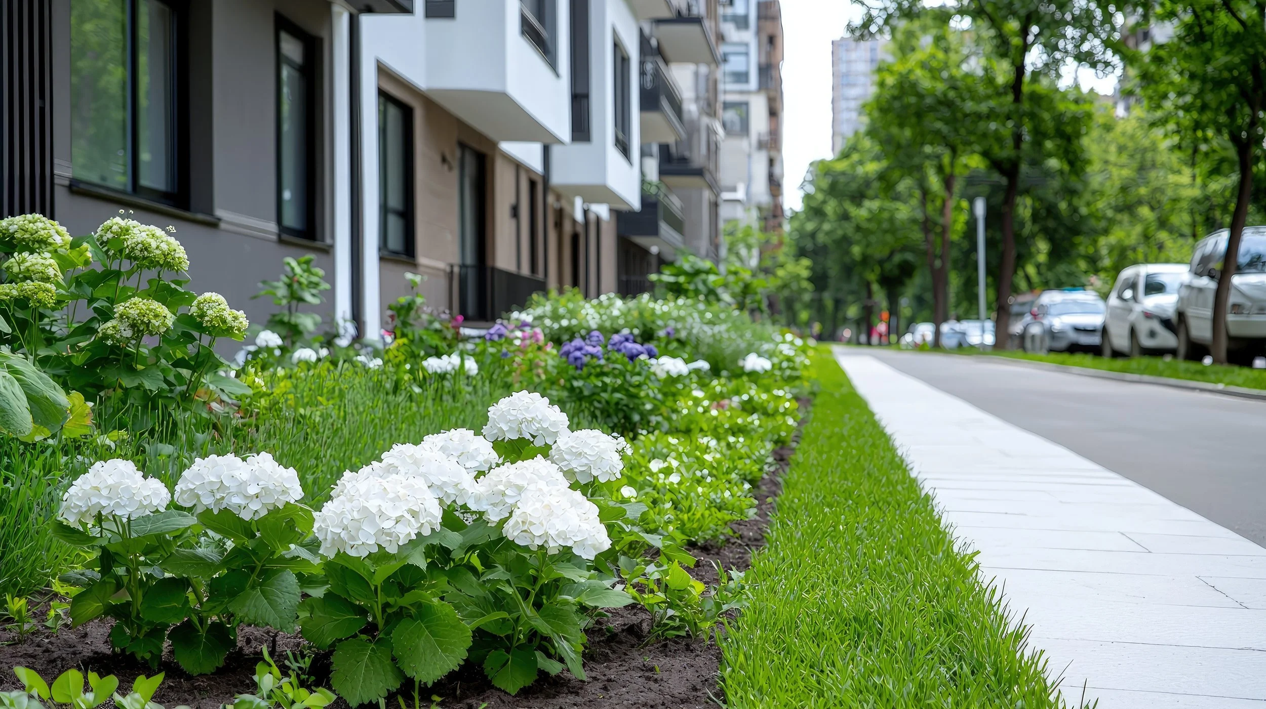 Flower bed with white, purple, and green flowers along a sidewalk in an urban area with modern apartment buildings and parked cars.