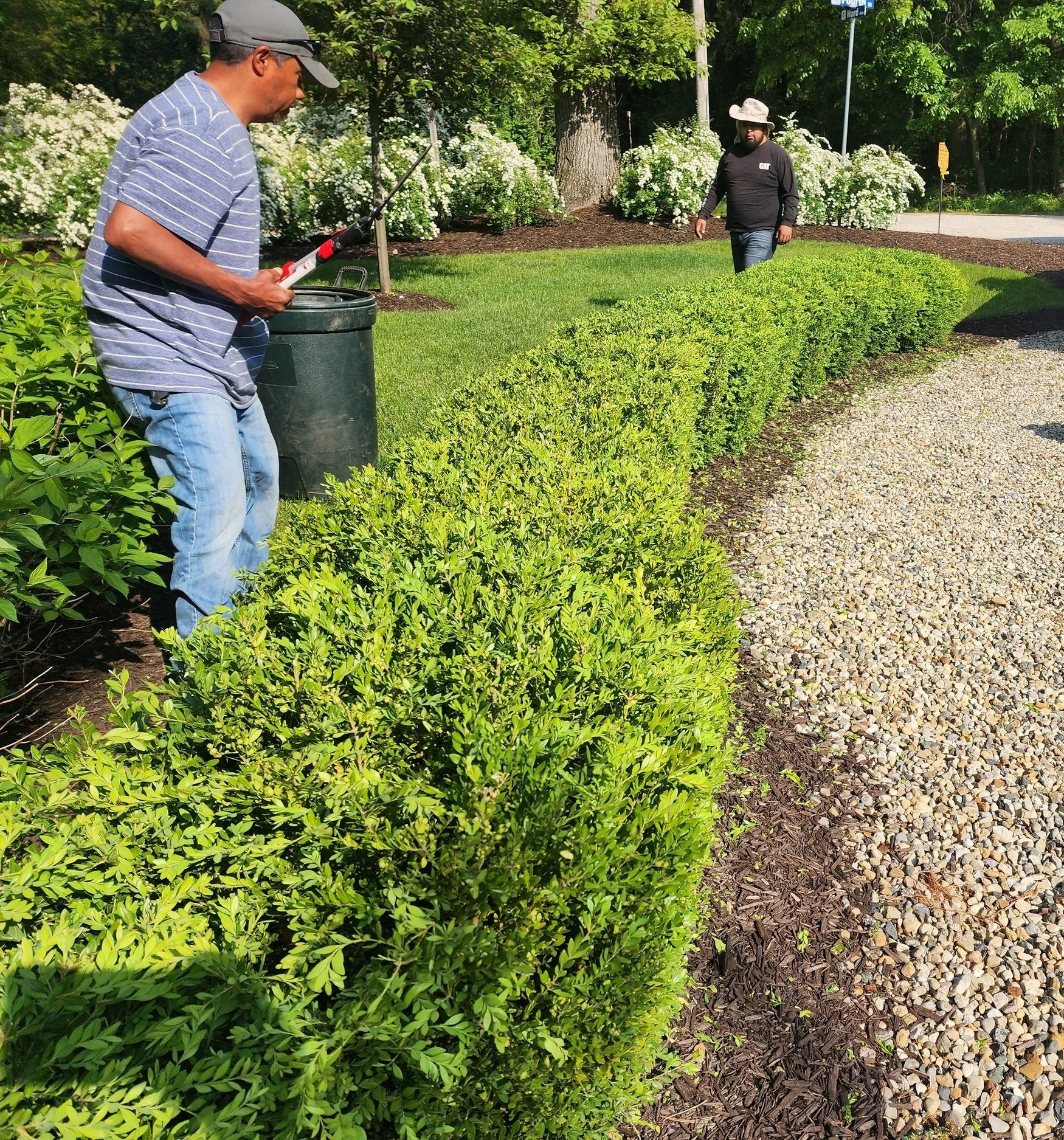 Two people trimming a hedge in a garden with a gravel pathway.