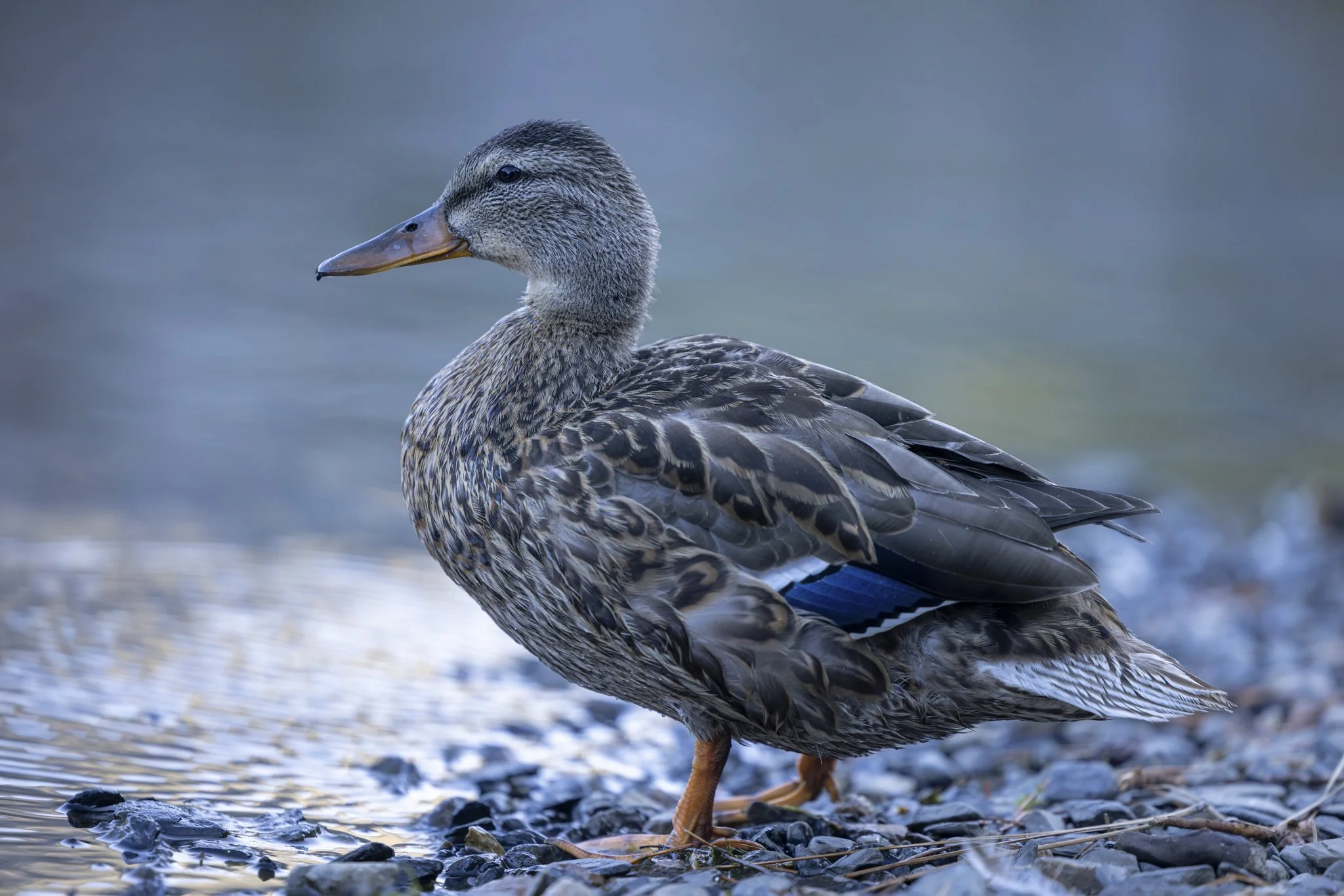 A female mallard duck standing on rocky shore by water, with a brown-speckled body and orange legs.