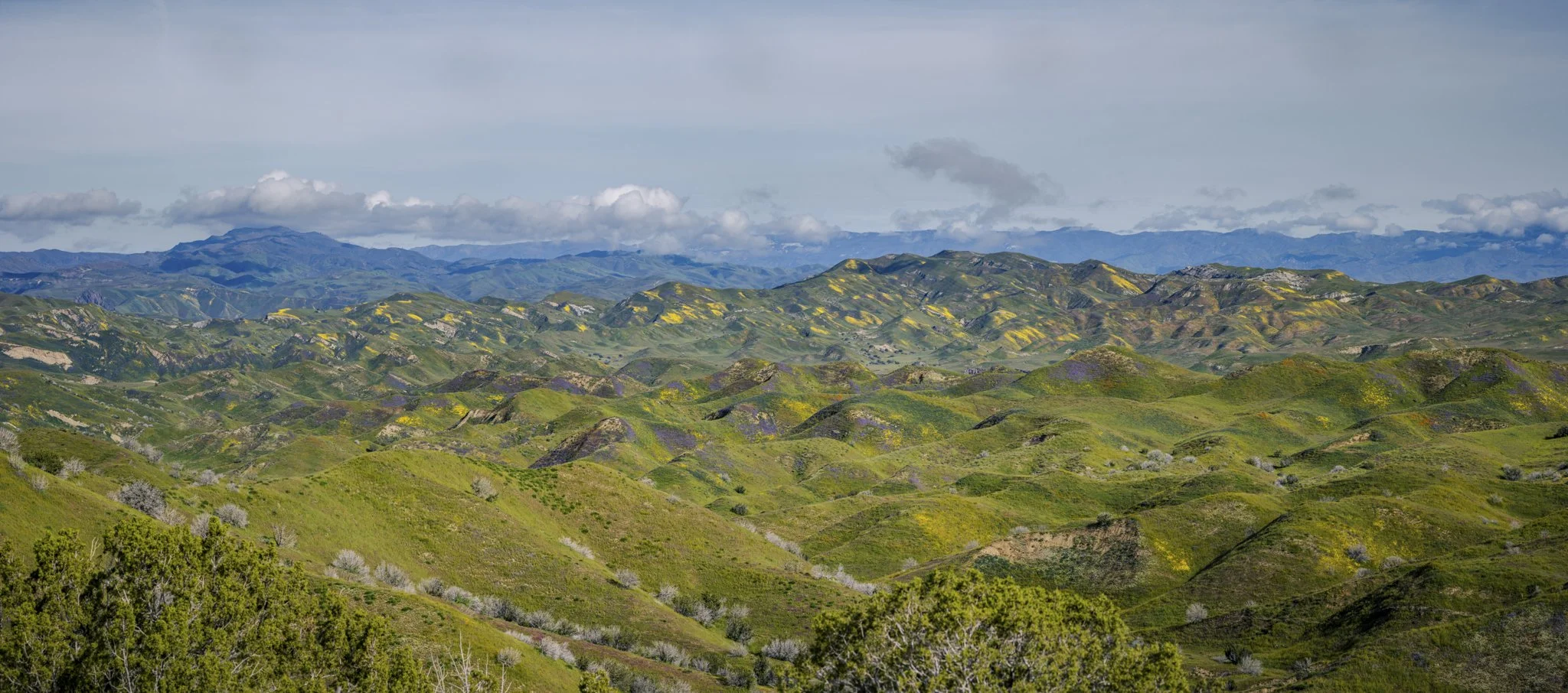 Rolling green hills with patches of purple and yellow wildflowers under a cloudy sky.