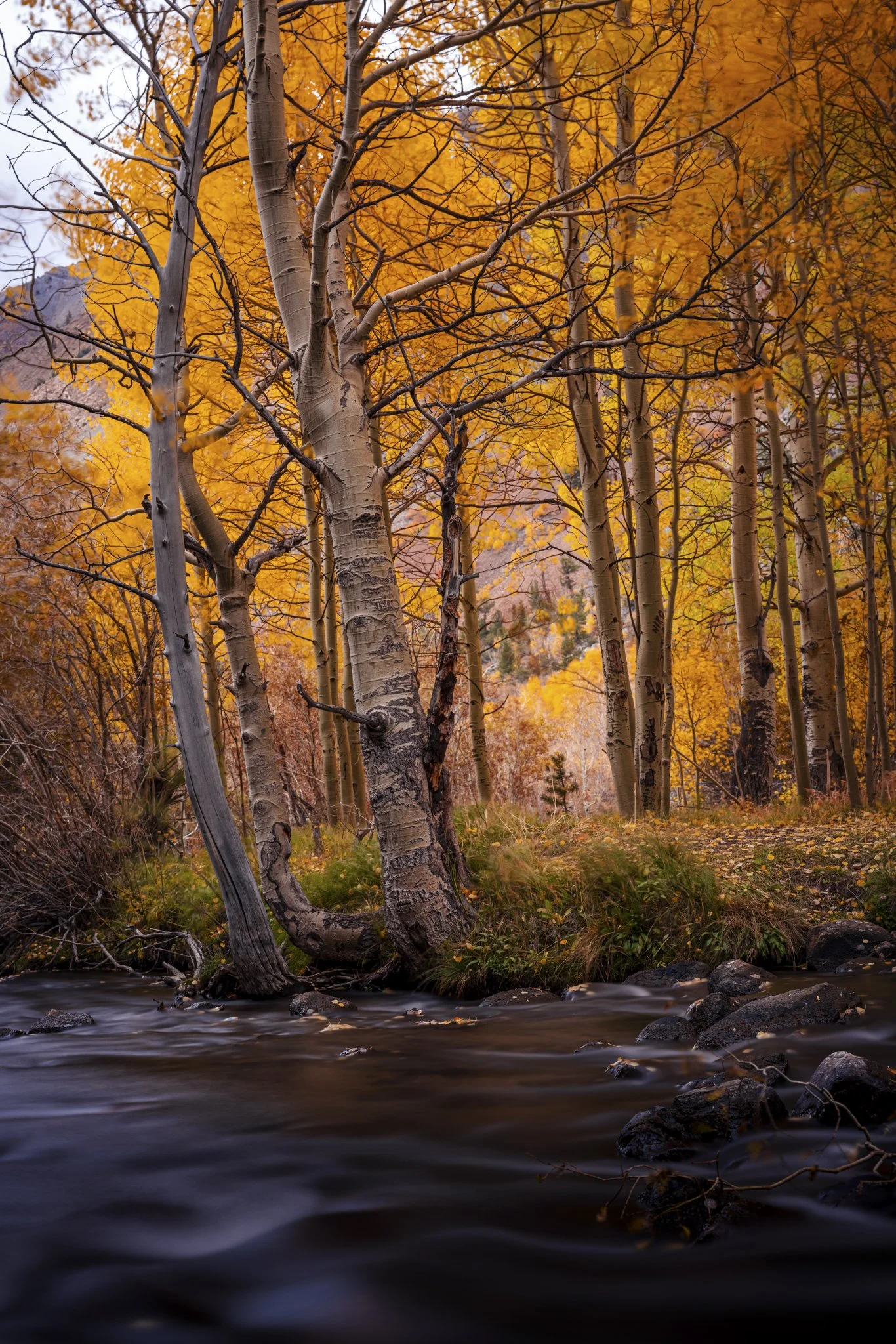 Autumn scene with tall aspen trees with yellow and orange leaves near a flowing stream.