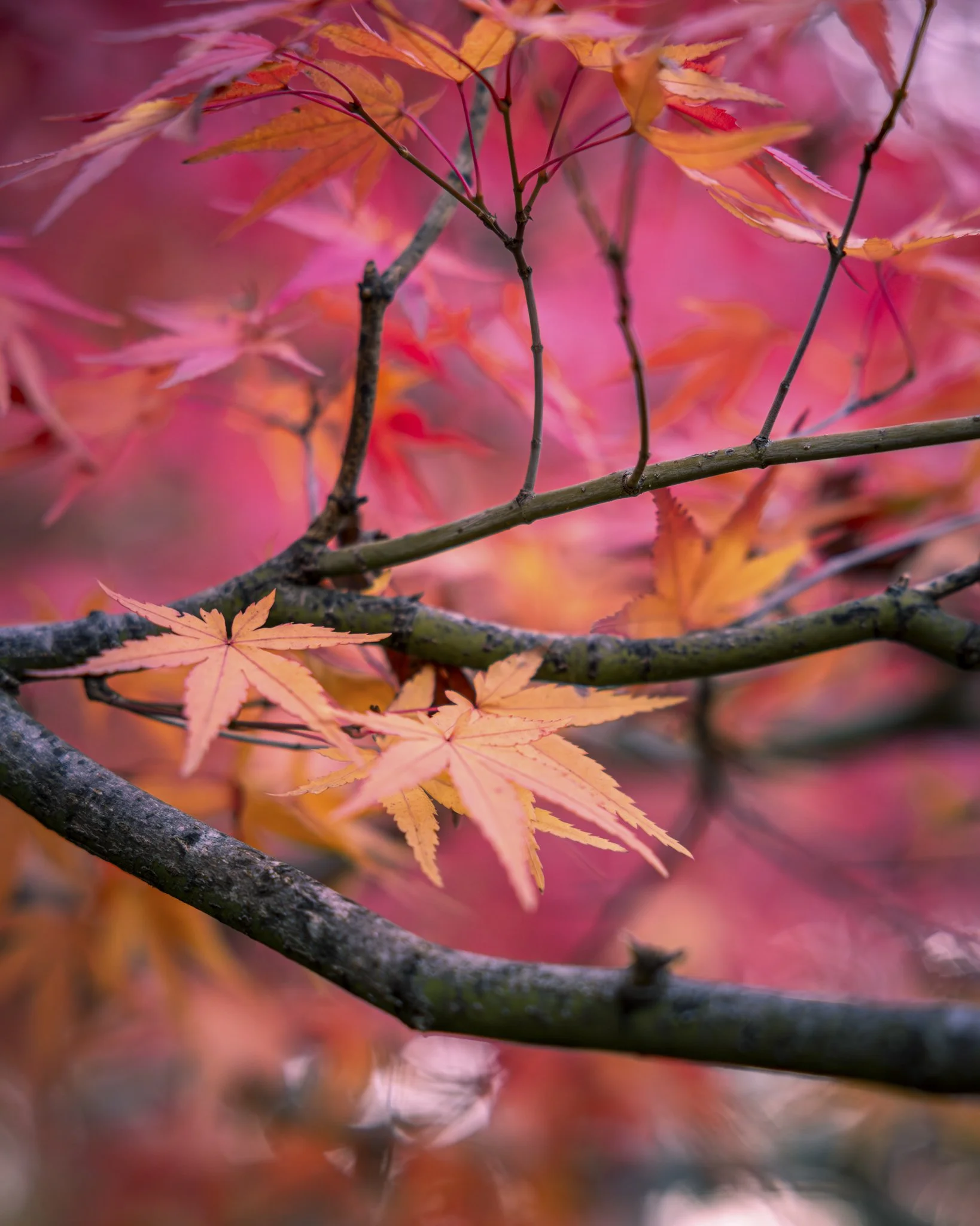 Close-up of orange and pink maple leaves on dark tree branches.