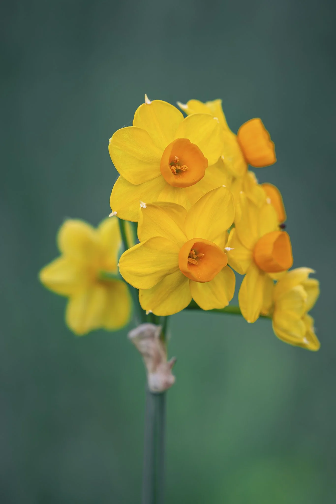 Close-up of a yellow wildflower with orange centers on a green blurred background.