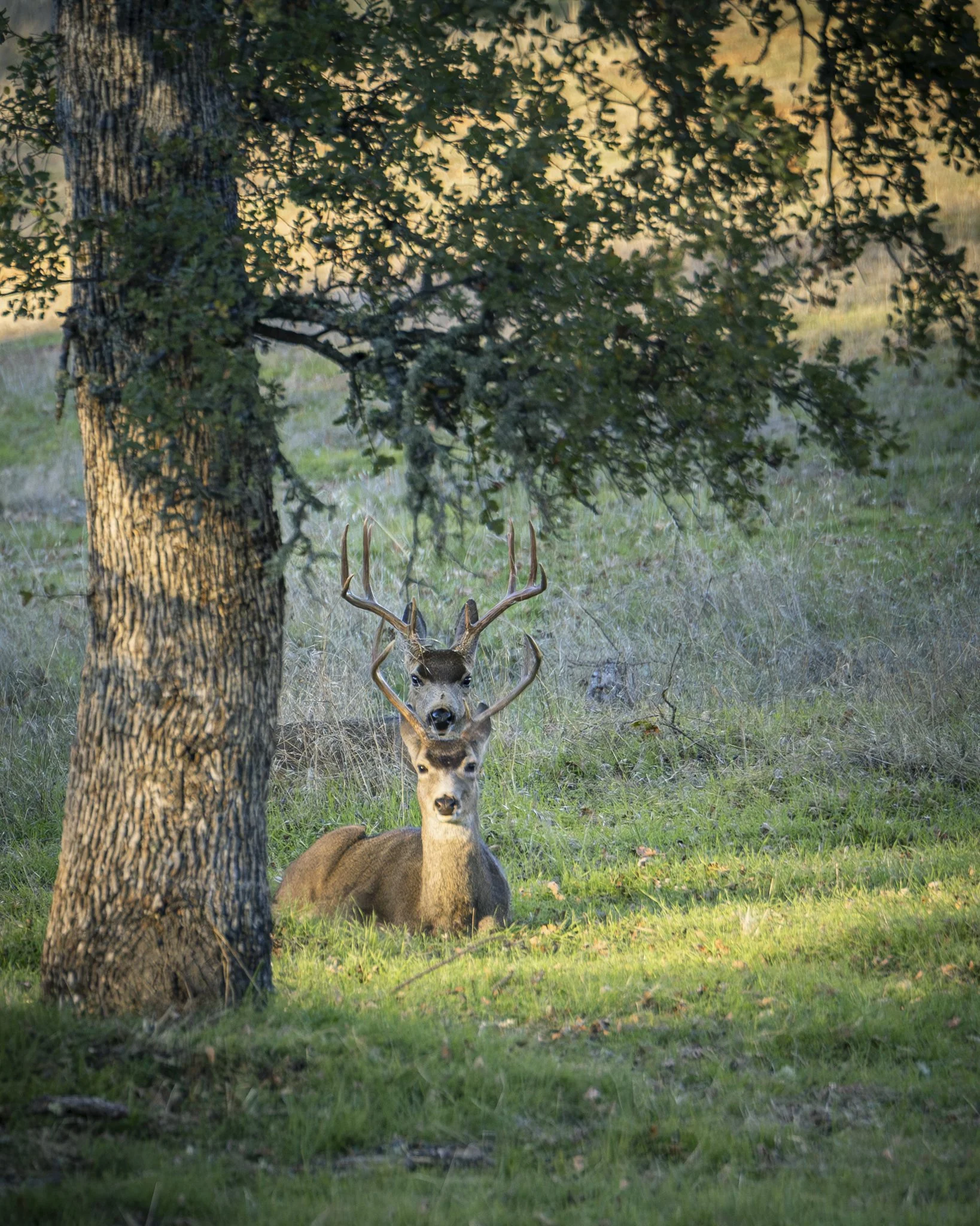 A deer with large antlers sitting on the grass under a tree in a forested area.