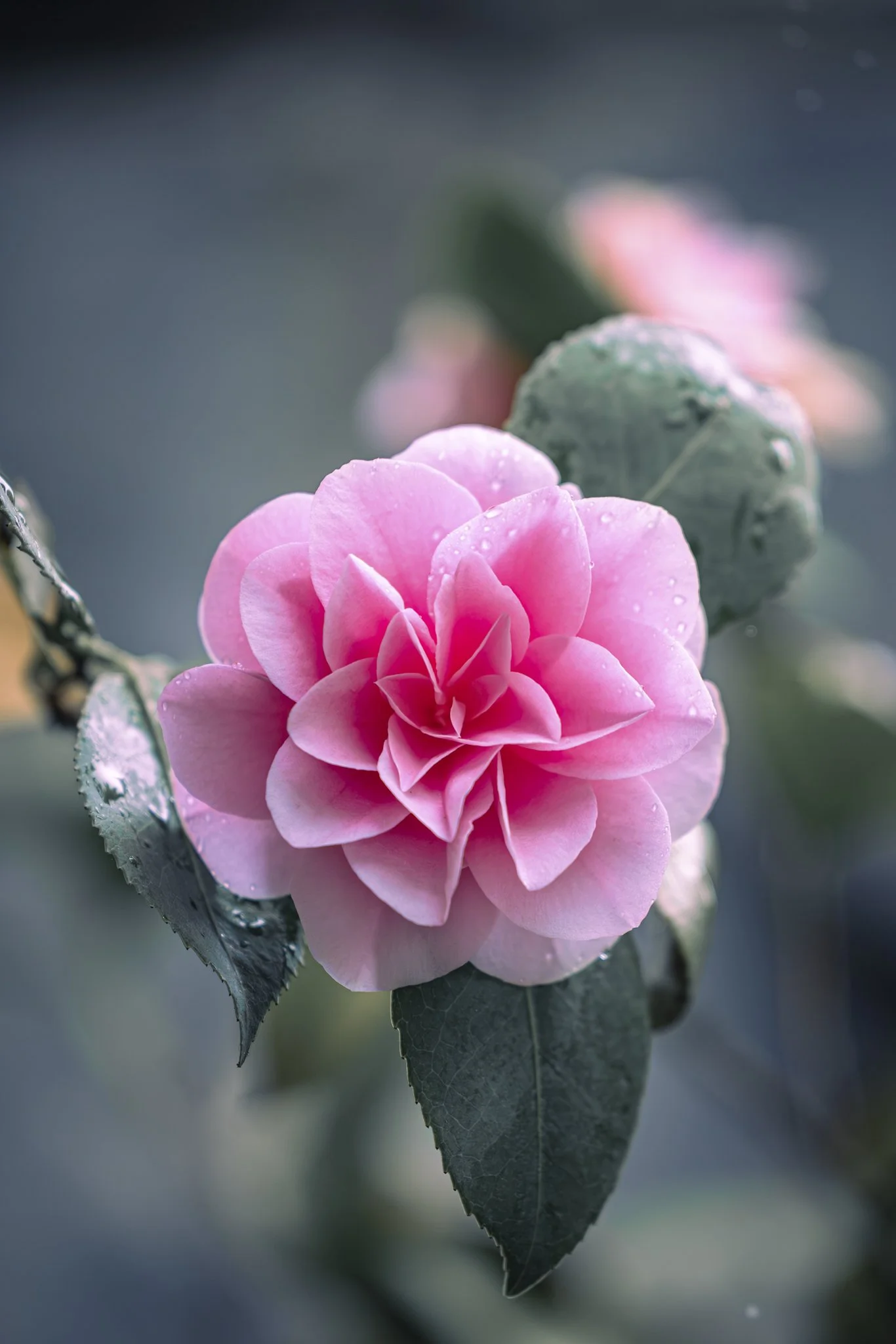 Close-up of a pink camellia flower with raindrops on its petals and dark green leaves.