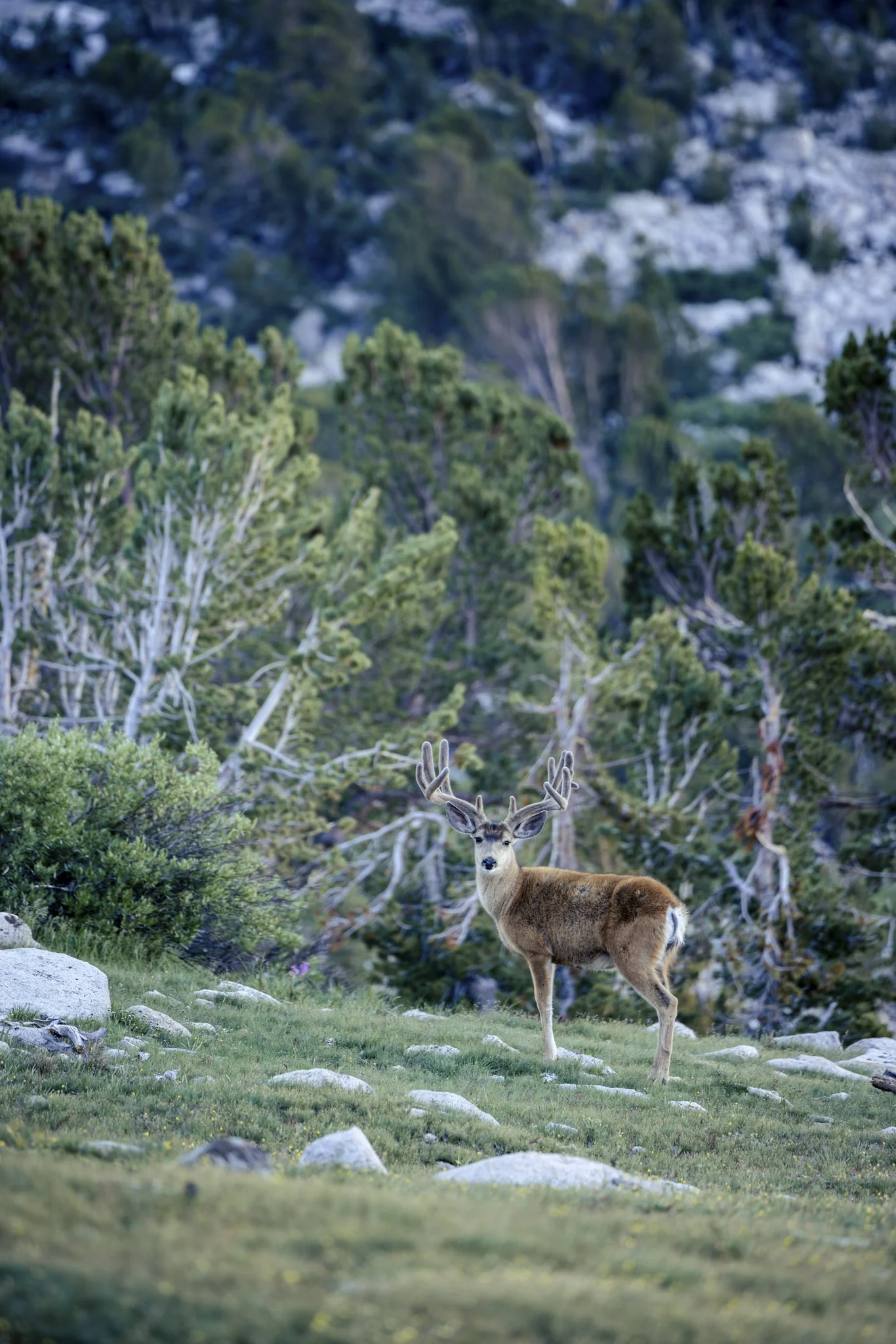 A deer with antlers standing on grass in a forested mountain area.