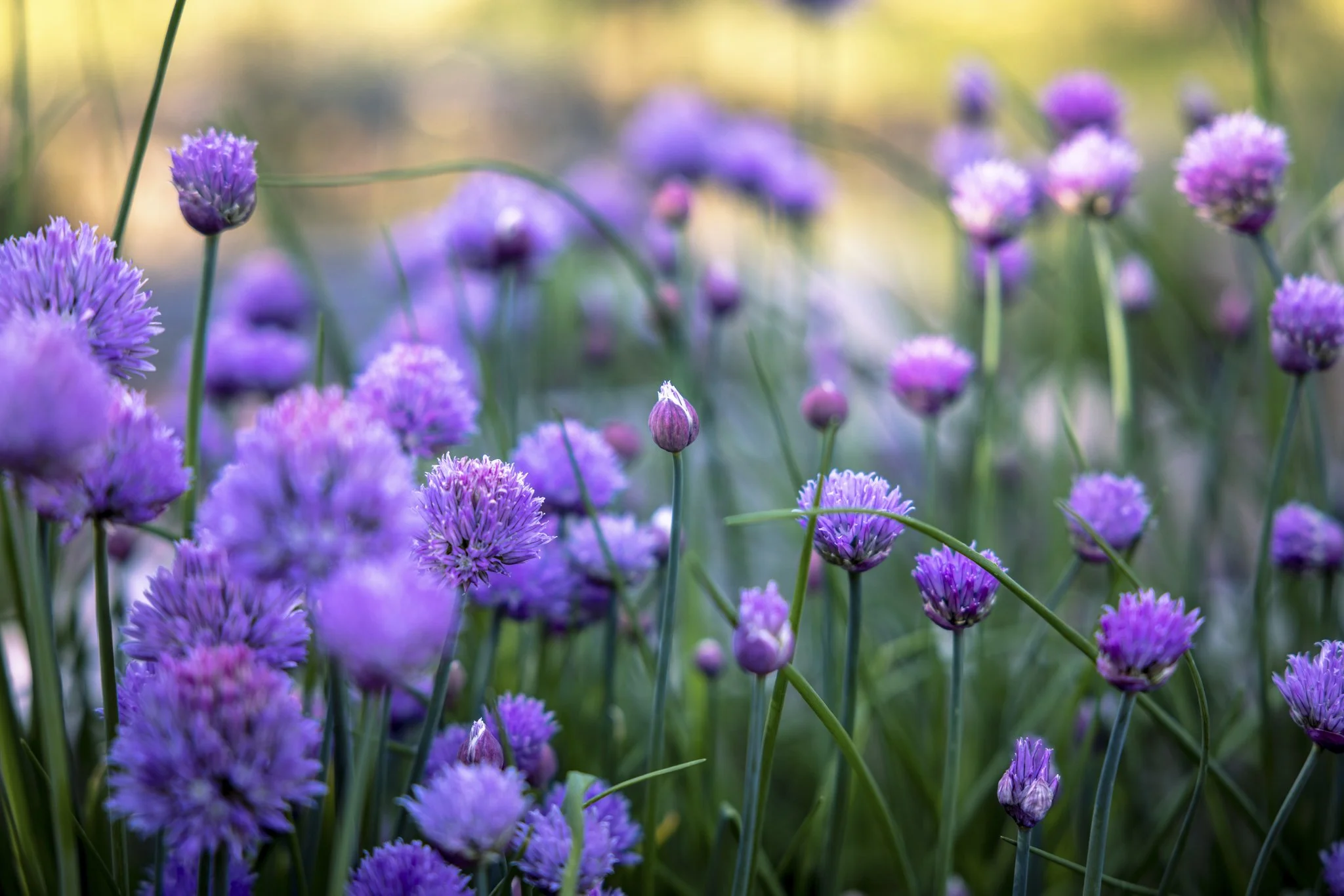 Close-up of purple chive flowers blooming in a garden with green grass and blurred background.