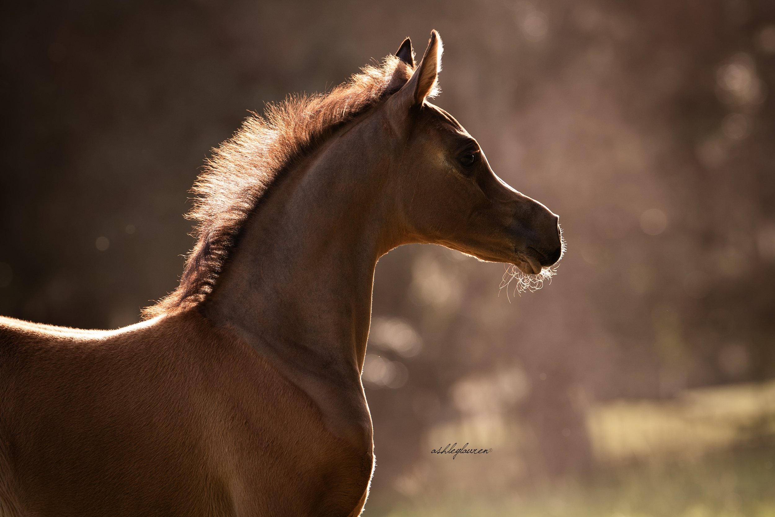 DSC_9099AshleyLaurenHR.jpg