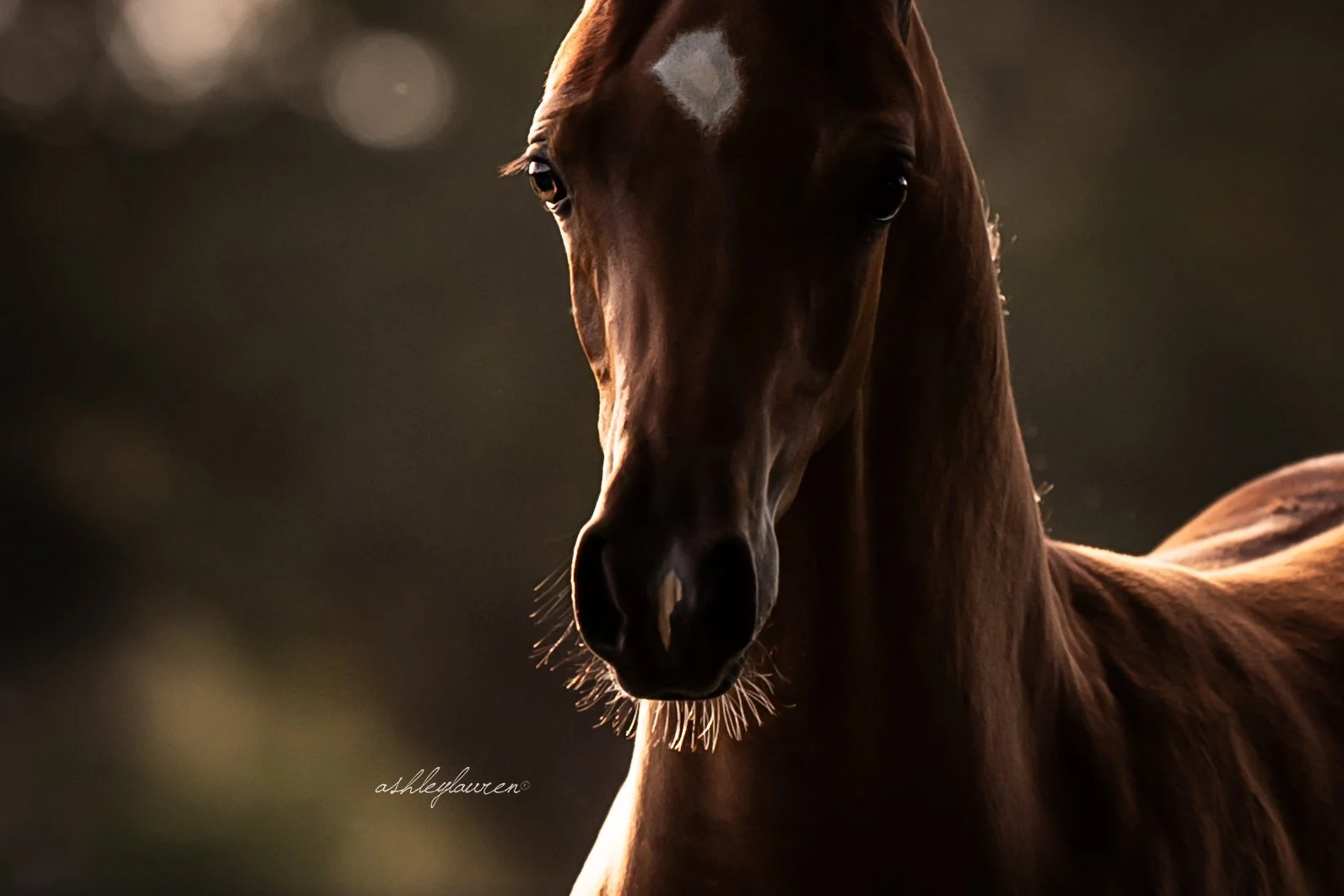 DSC_1122AshleyLaurenHR.jpg