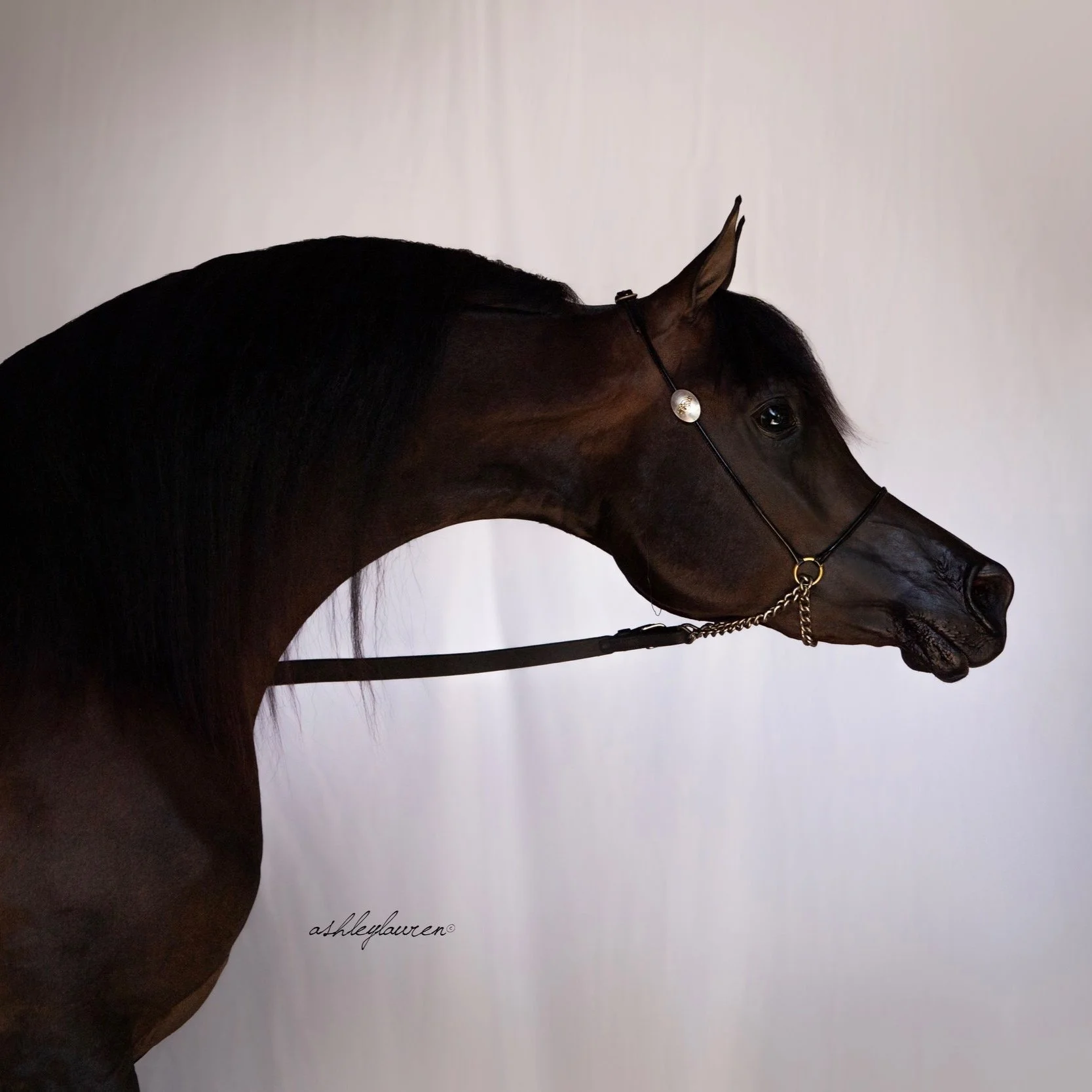 DSC_8297AshleyLaurenHR.jpg