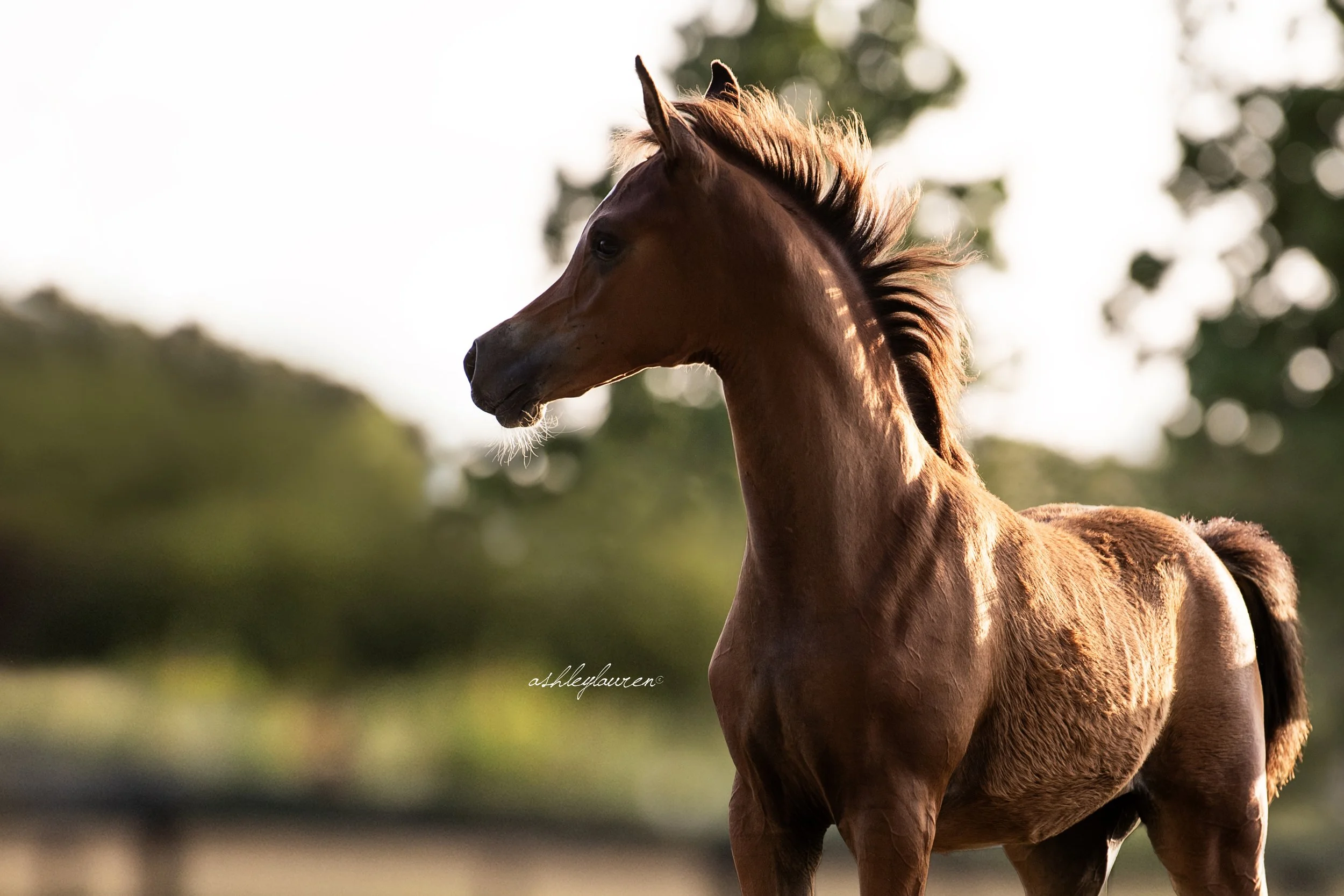 DSC_1479AshleyLaurenHRE.jpg