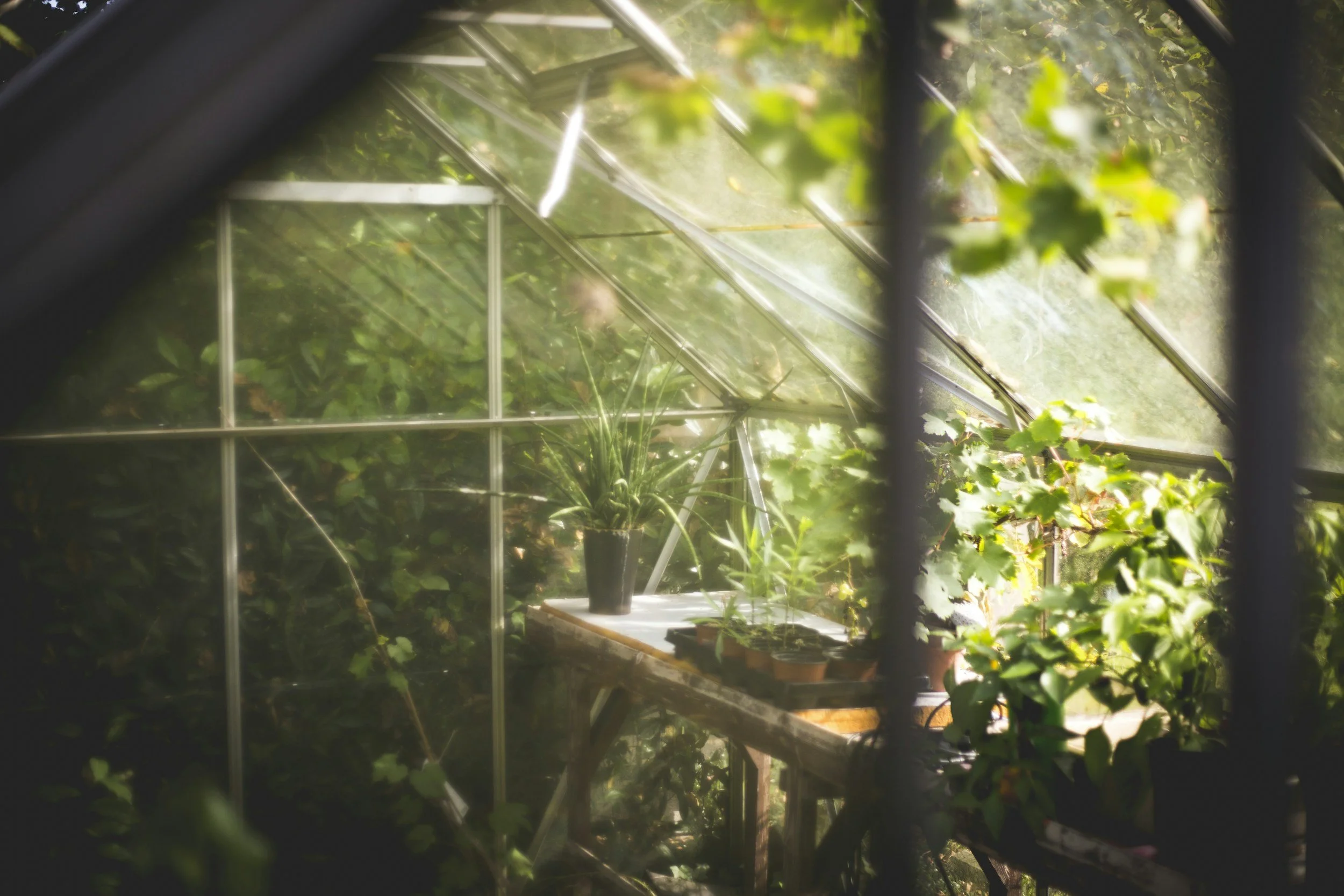 Inside a greenhouse with potted plants and greenery, viewed through a window with black frames.