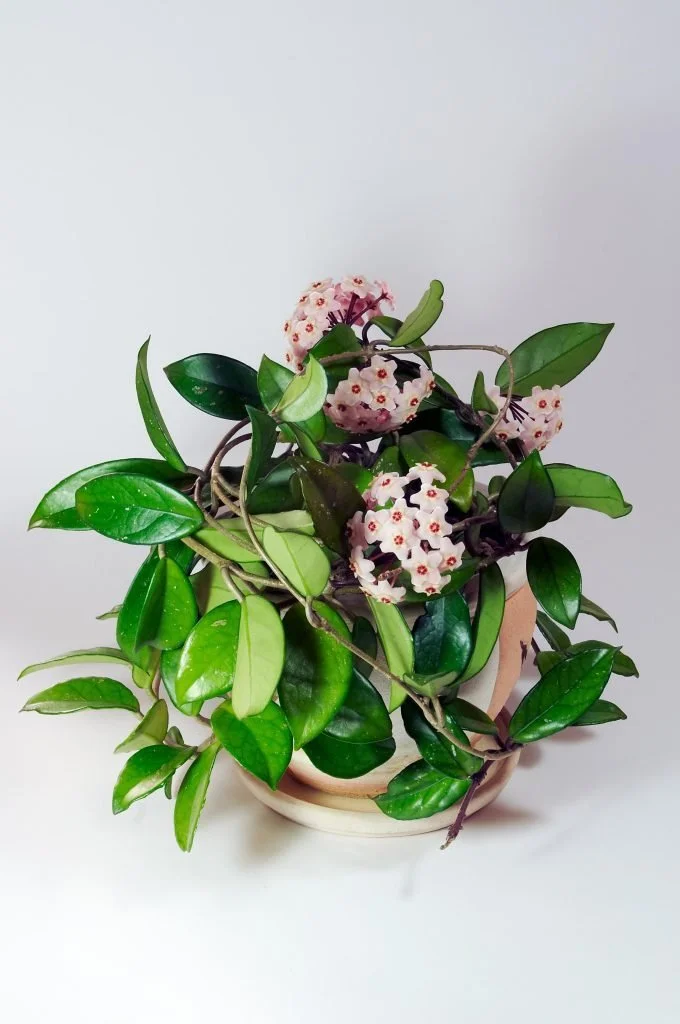 Hoya Carnosa (Wax Plant) Cutting