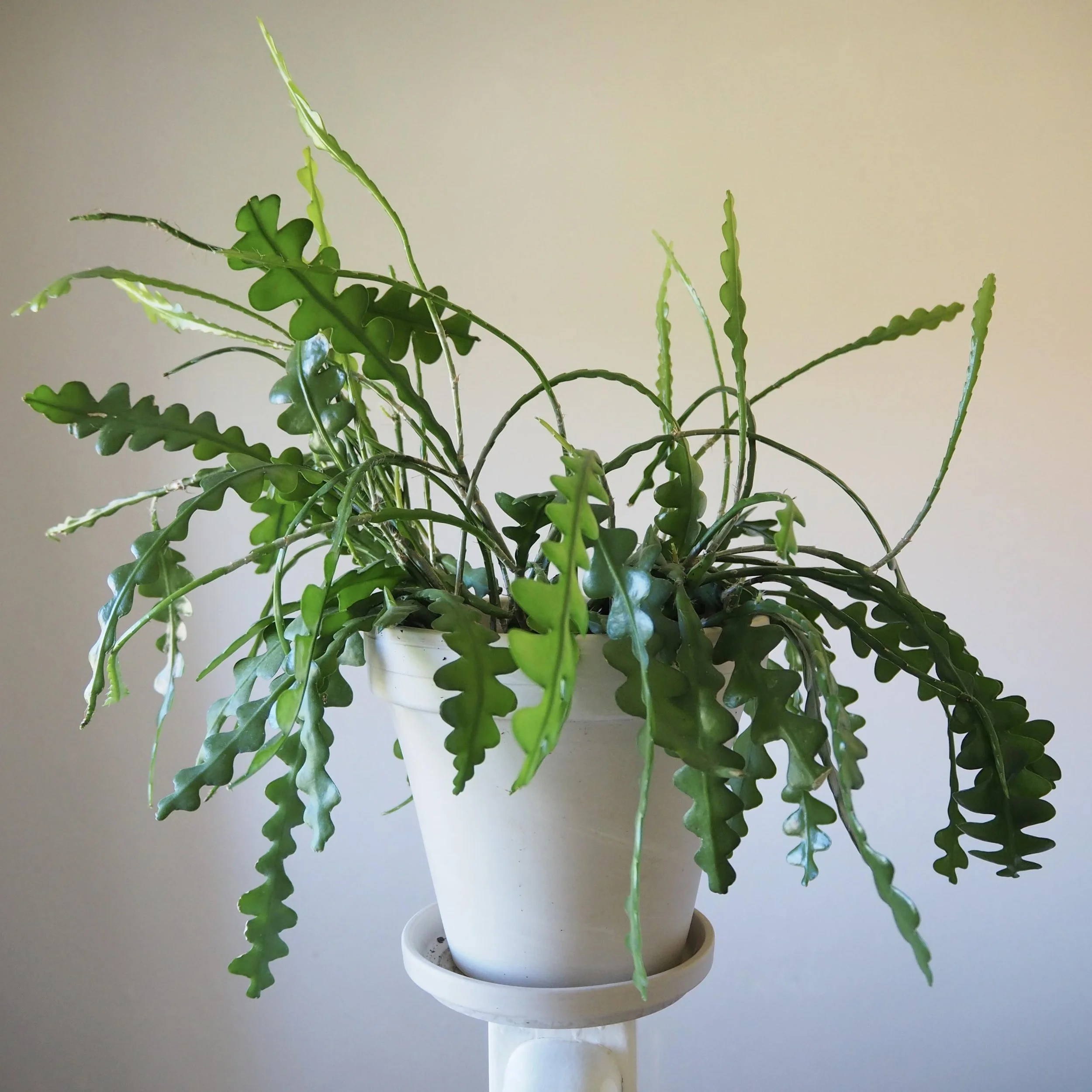 Epiphyllum Anguliger (Zig Zag) Cactus Cutting