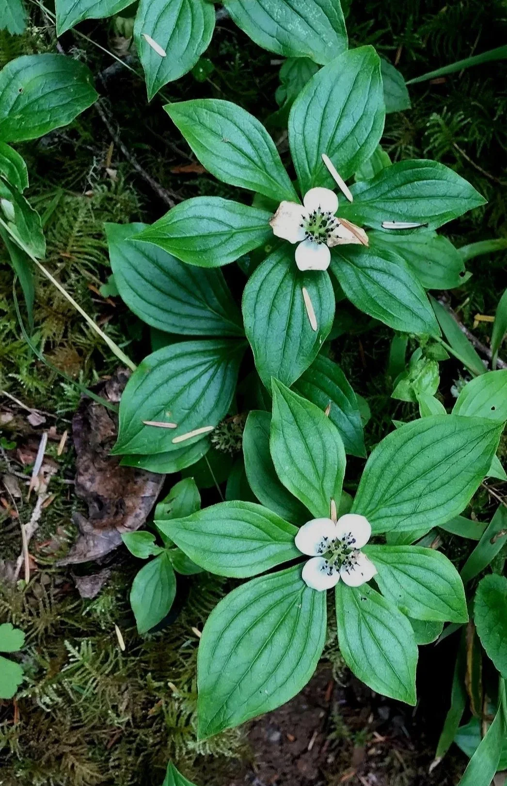 This photograph features bunchberry (Cornus canadensis), a Pacific Northwest native ground cover.