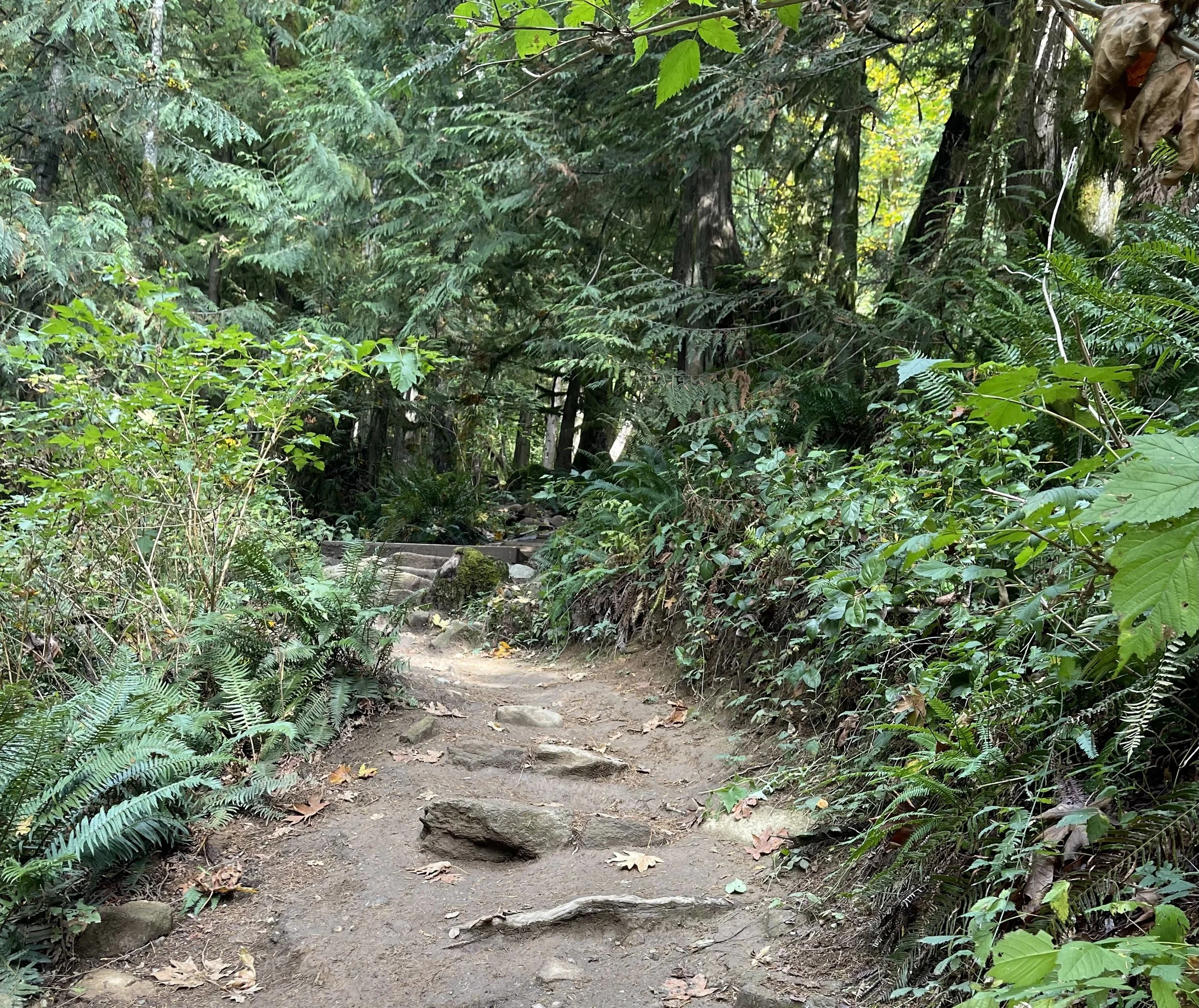 This is a photograph of a hiking trail typical of the Pacific Northwest. Visible plants are cedar trees, ferns, and salmonberry bushes.