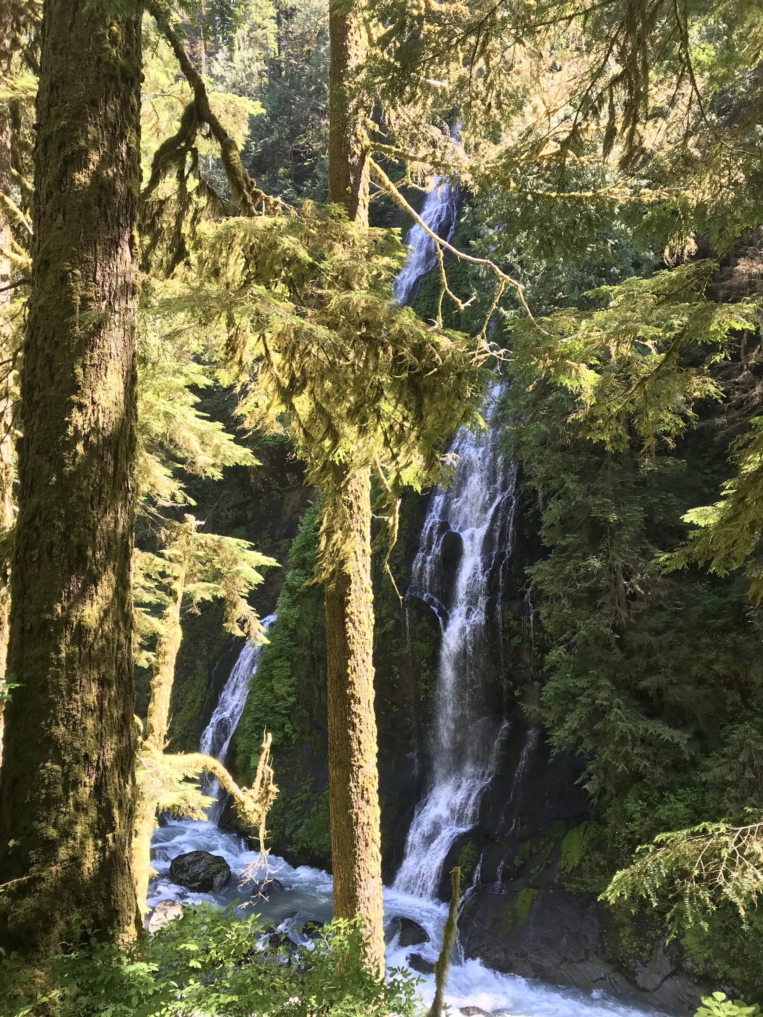 This is a photograph of a waterfall in the Pacific Northwest. The foreground has sun covered fir tree branches and the waterfall flows between greens growing along the cliff.
