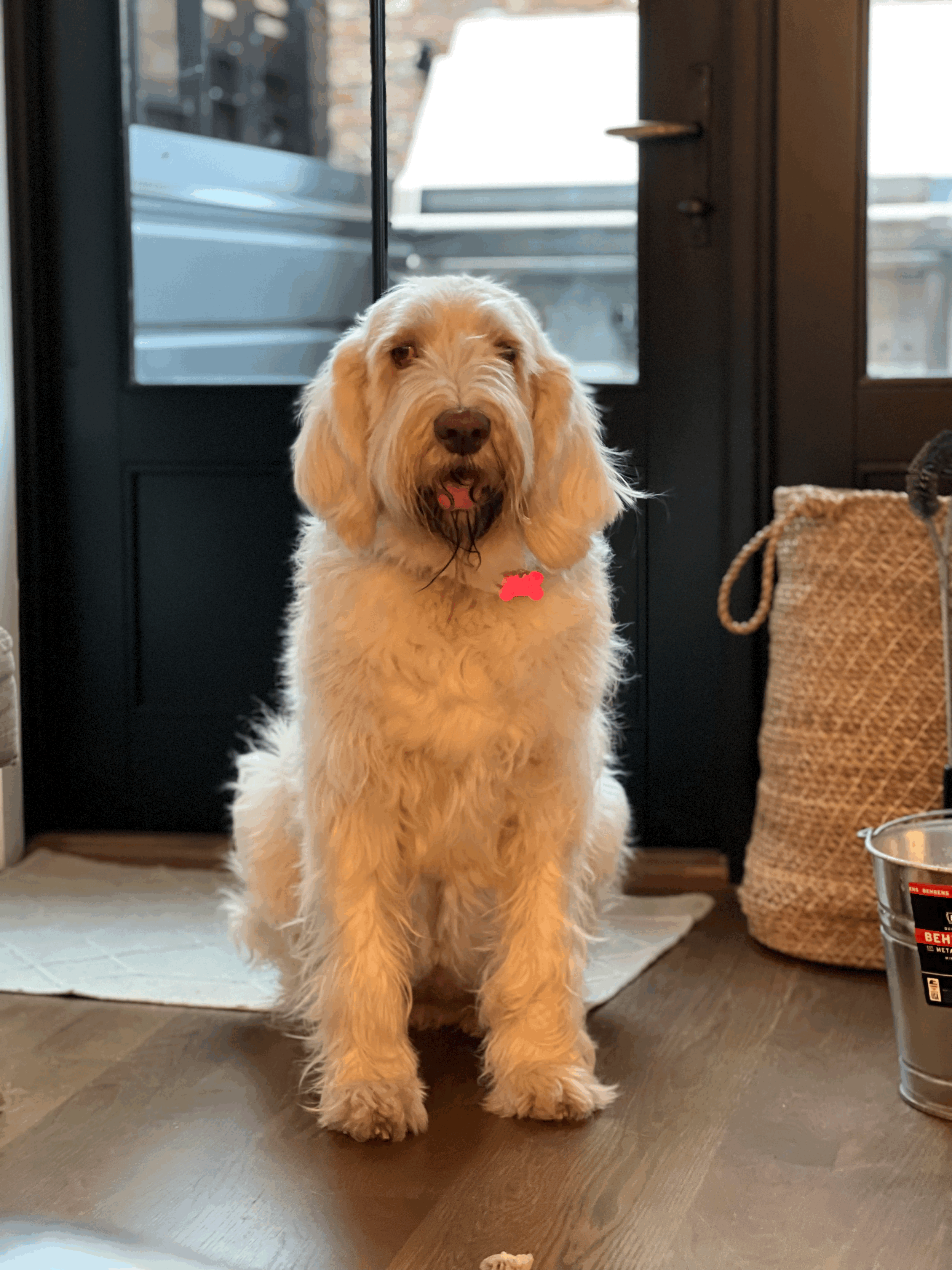 The Spinone Italiano: The Ultimate Family Dog