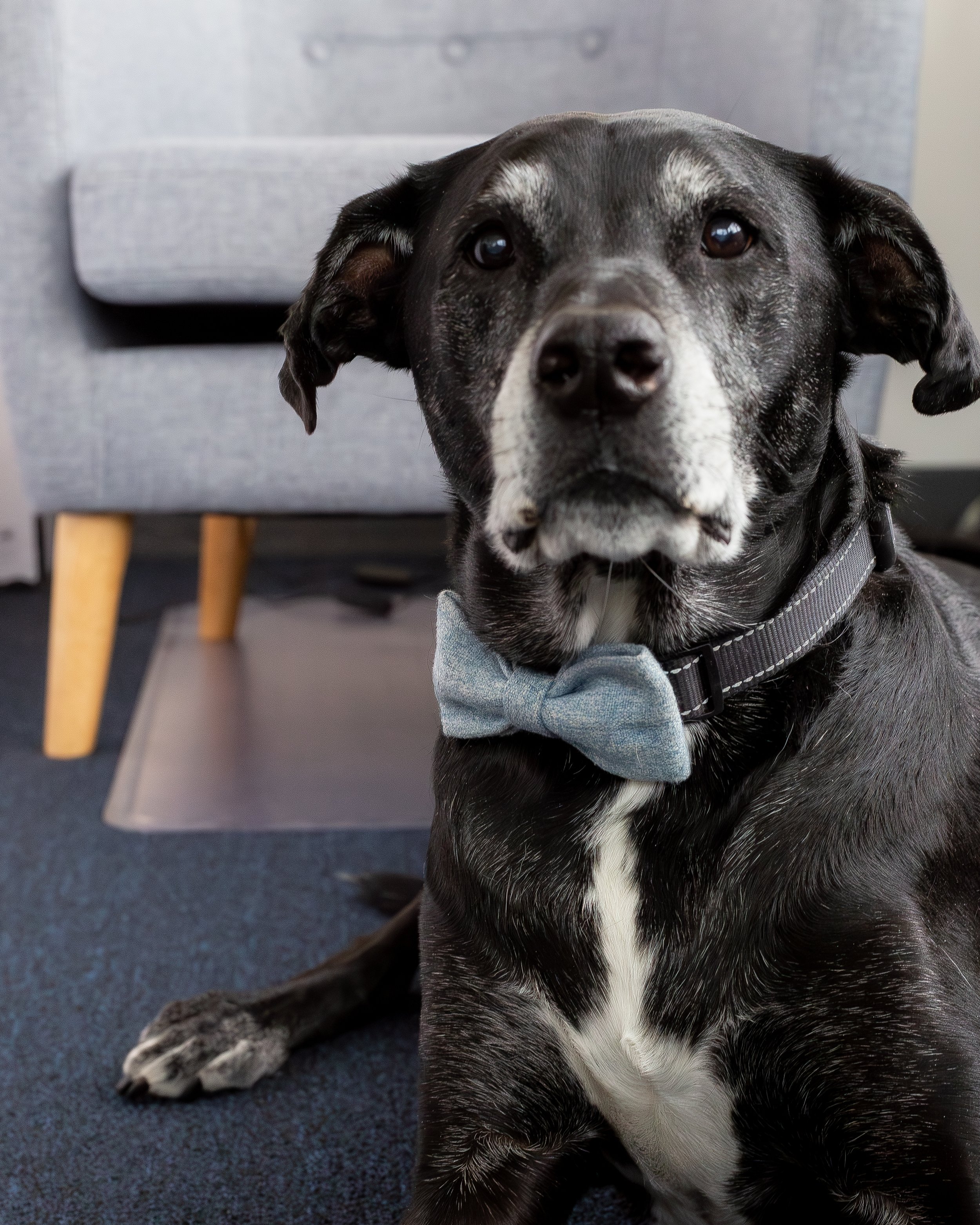 Black dog lying on a blue exercise mat surrounded by various sports balls, including a soccer ball, basketball, football, and tennis ball.
