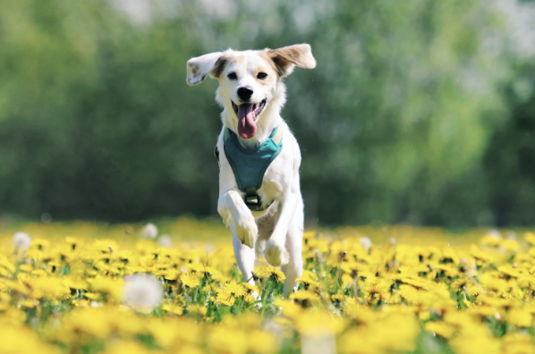 Allergies in Dogs: What to Watch For (and How to Help)