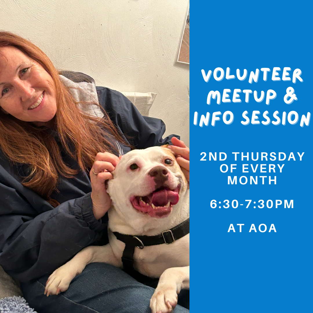 Volunteer Info Session &amp; Meetup