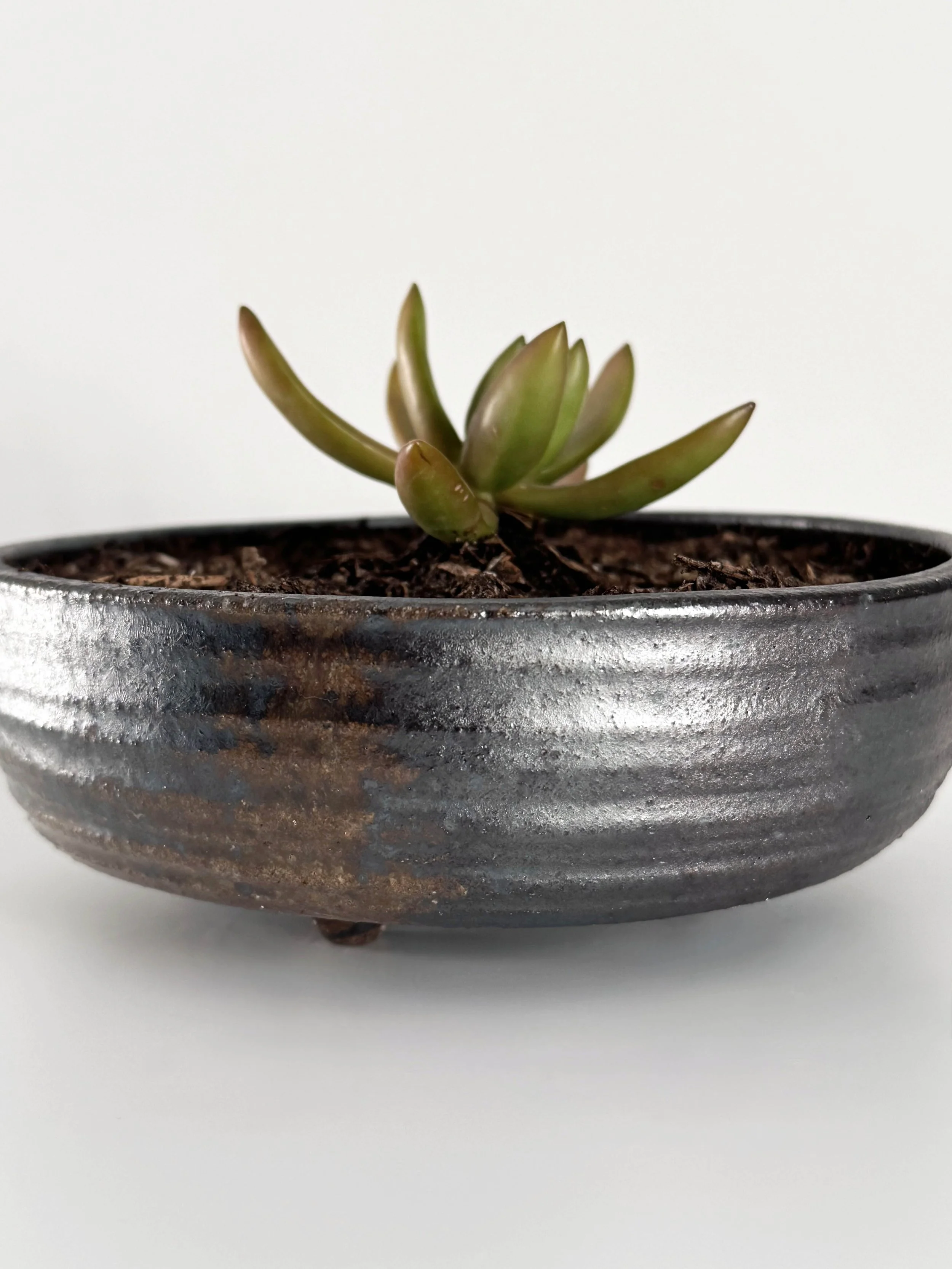 WildPlanter.jpg