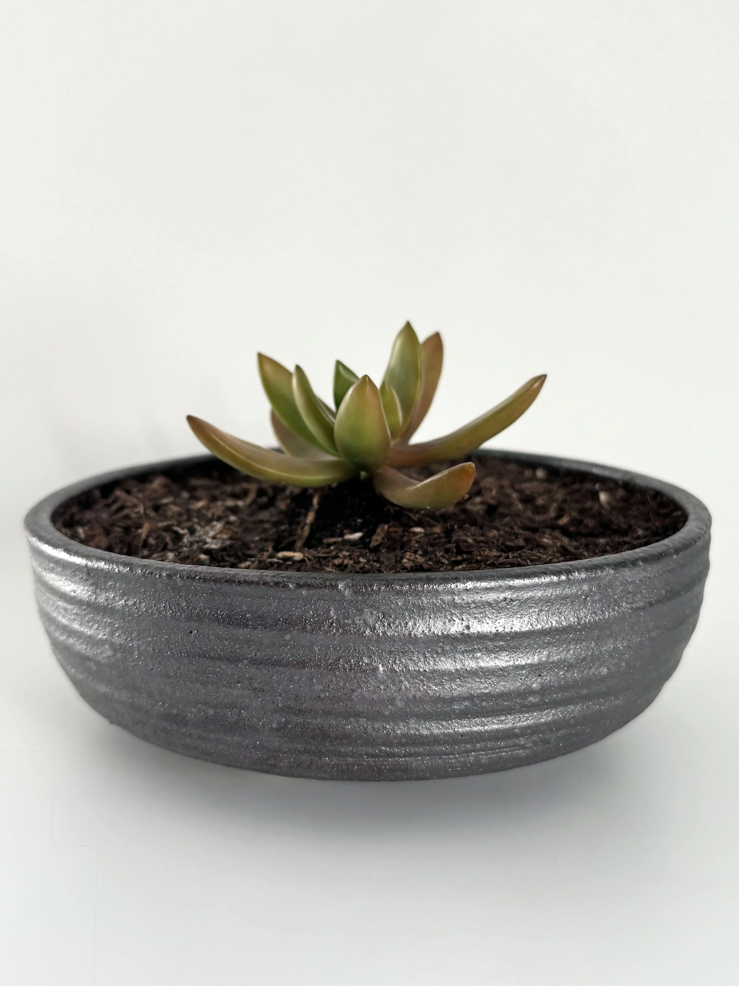 WildPlanter2.jpg