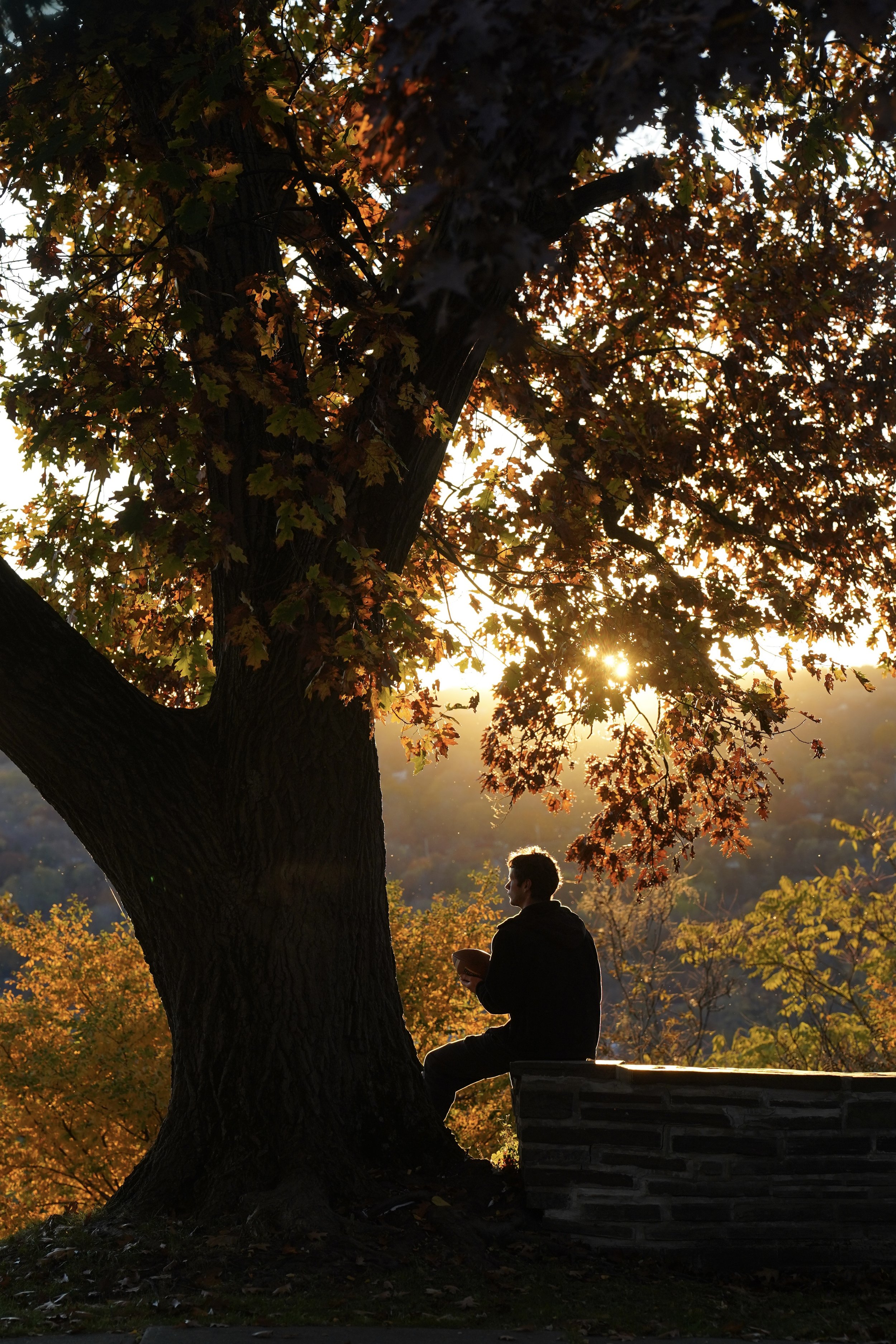 A person sitting on a ledge or bench under a large tree with orange and green leaves during sunset, with the sun shining through the branches.