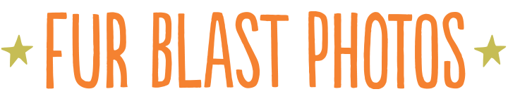 Fur Blast Photos