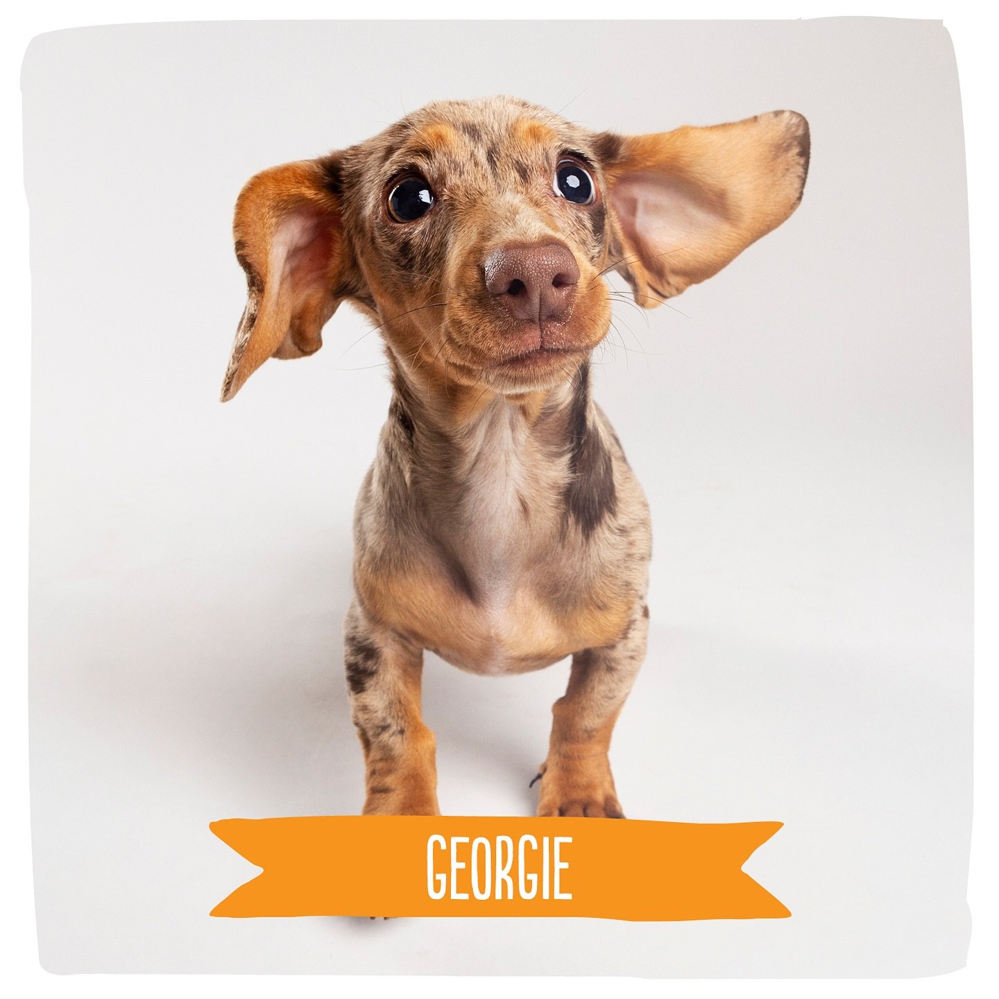 Let&rsquo;s get the week started with a big ol&rsquo; smile!! 🐶 Georgie is here for any assistance you may need on this Monday morning!

#wienerdog #dachshund #puppy #puppylove #wienerdogsofinstagram #doxiesofinstagram #doxielove #petphotographer #d