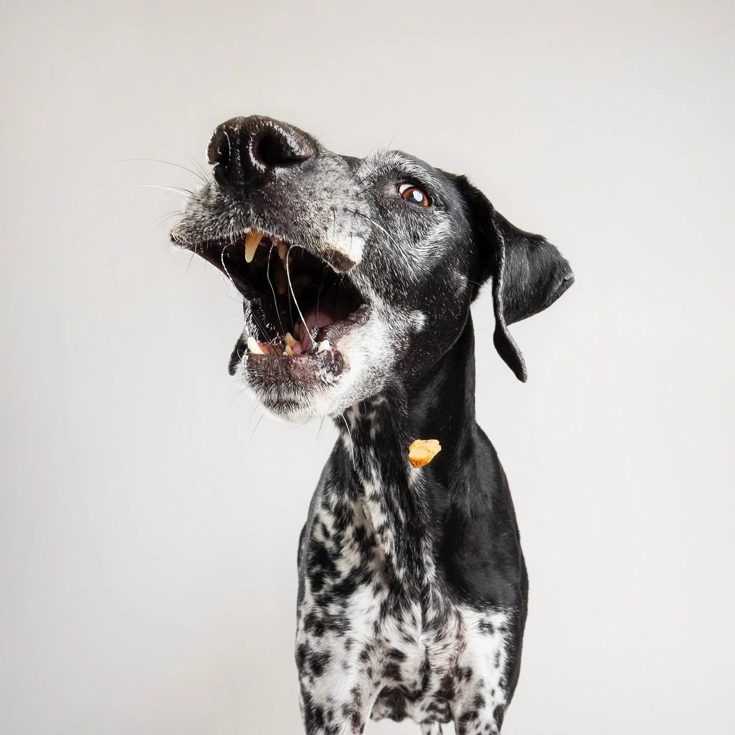 Sending out good vibrations 🎵 🎶 Let&rsquo;s go have a *fur* blast! 💥 

#dogphotographer #gsp #germanshorthair #studiodog #petportraits #fundog #dogmodel #mobilepetphotography #petphotographer #studiopetphotography #phoenixpetphotographer #scottsda