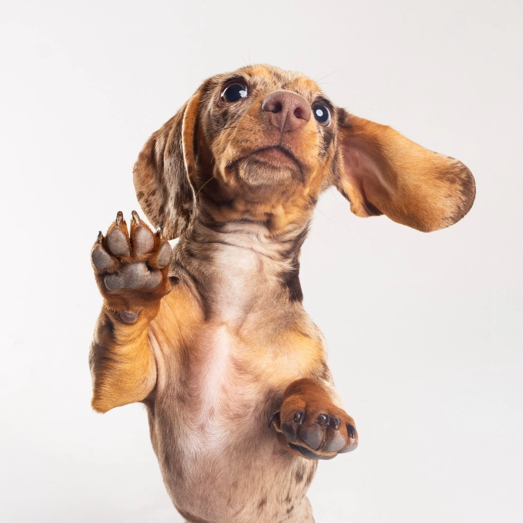 BREAKING NEWS: Dachshunds can fly. 🚨🐾 Okay... maybe not fly, but Georgie didn&rsquo;t get the memo. 😂✨

#Dachshund #WeinerDog #PetPhotography #DogsOfInstagram #PhoenixDogPhotographer