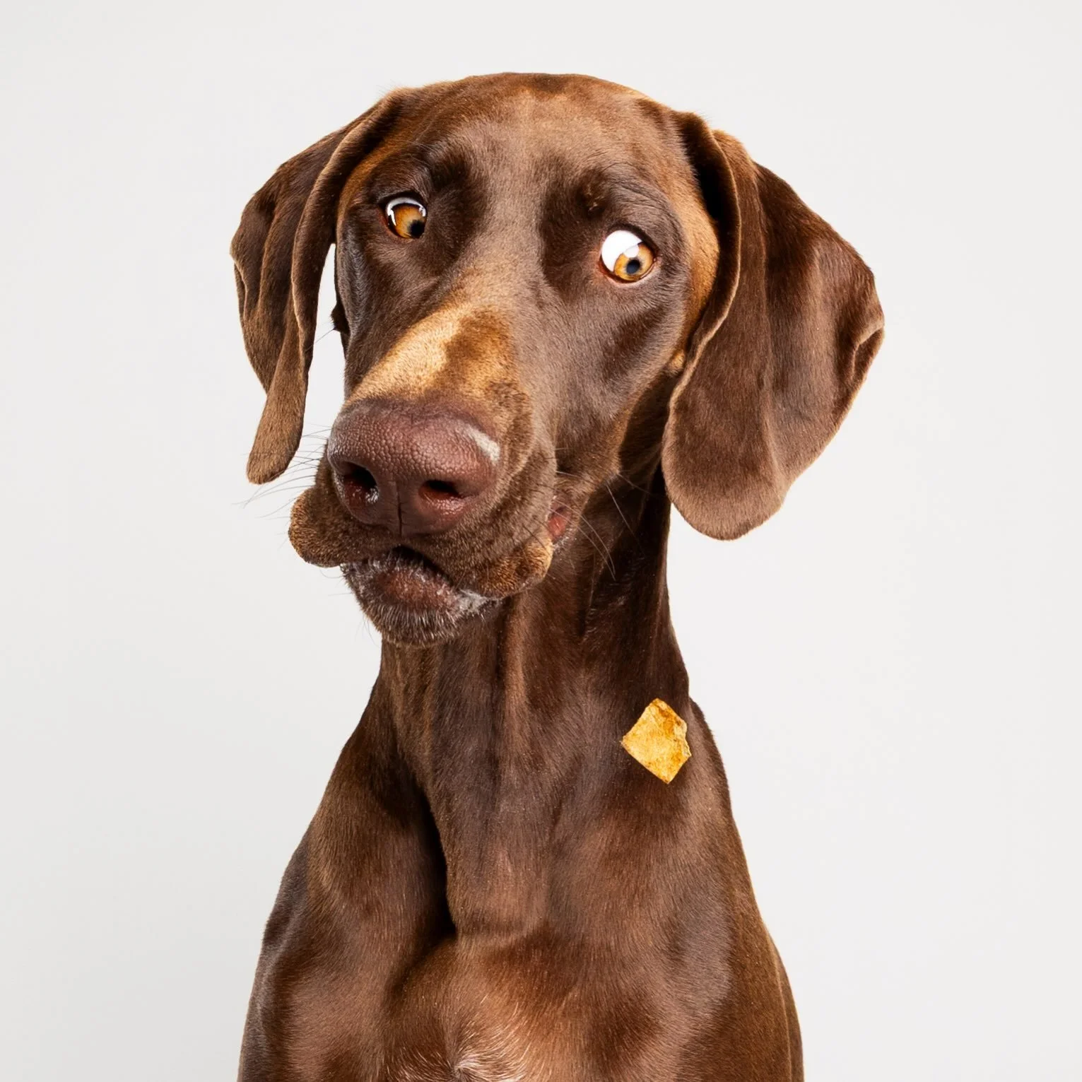 That side-eye says, &ldquo;I&rsquo;m trying to stay classy... but I will launch myself for that treat.&rdquo; Proof that even the most handsome dogs have exactly one weakness: free snacks. 😂🐾

#sideeye #treatcatch #phoenixpetphotographer #scottsdal
