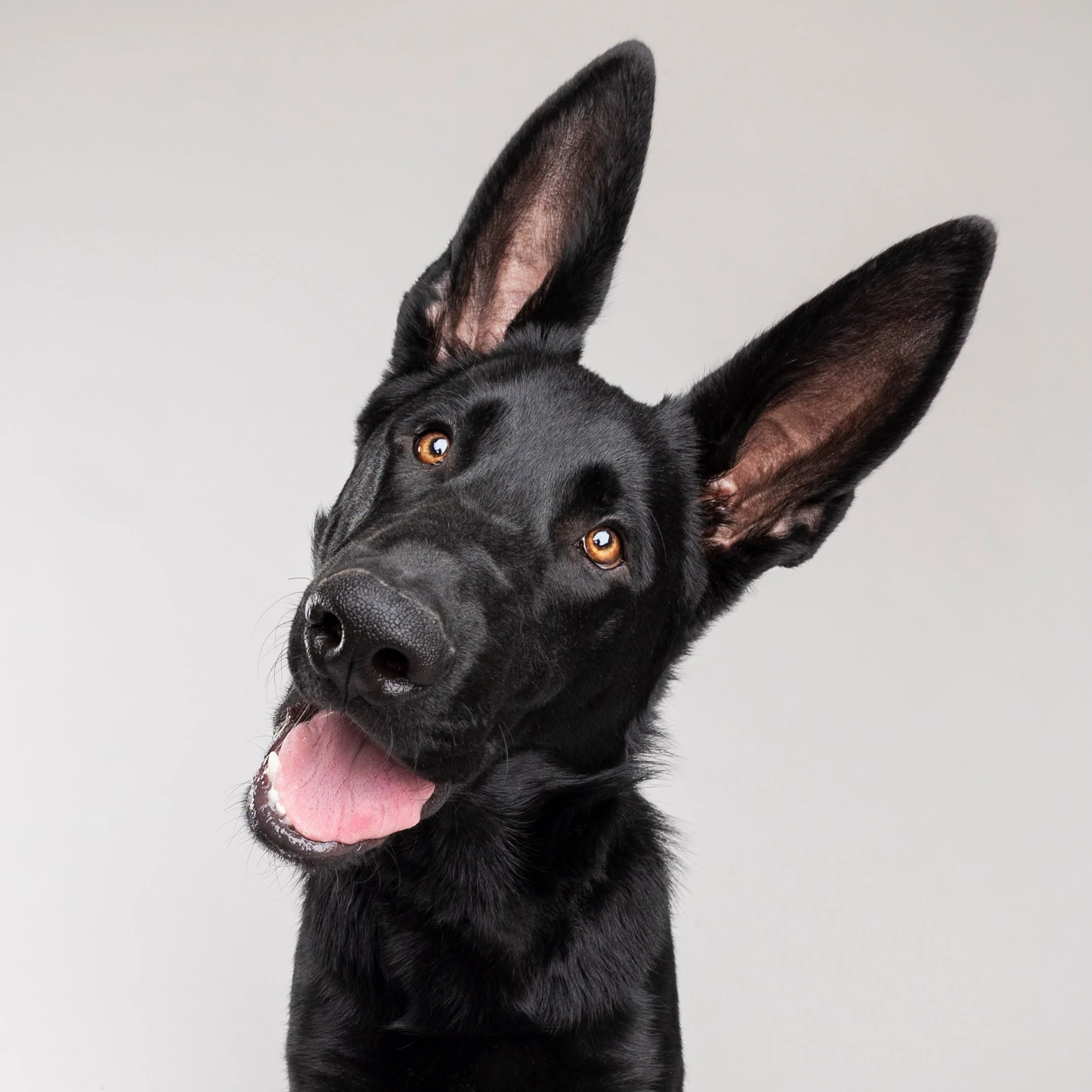 &ldquo;Did someone say... treat?&rdquo;
&ldquo;Walk?&rdquo;
&ldquo;Who&rsquo;s a good dog?&rdquo;

We&rsquo;re pretty sure Gibby is picking up satellite signals with those magnificent ears. 📡😂

#gspofinstagram #mobilepetphotographystudio #phoenixdo