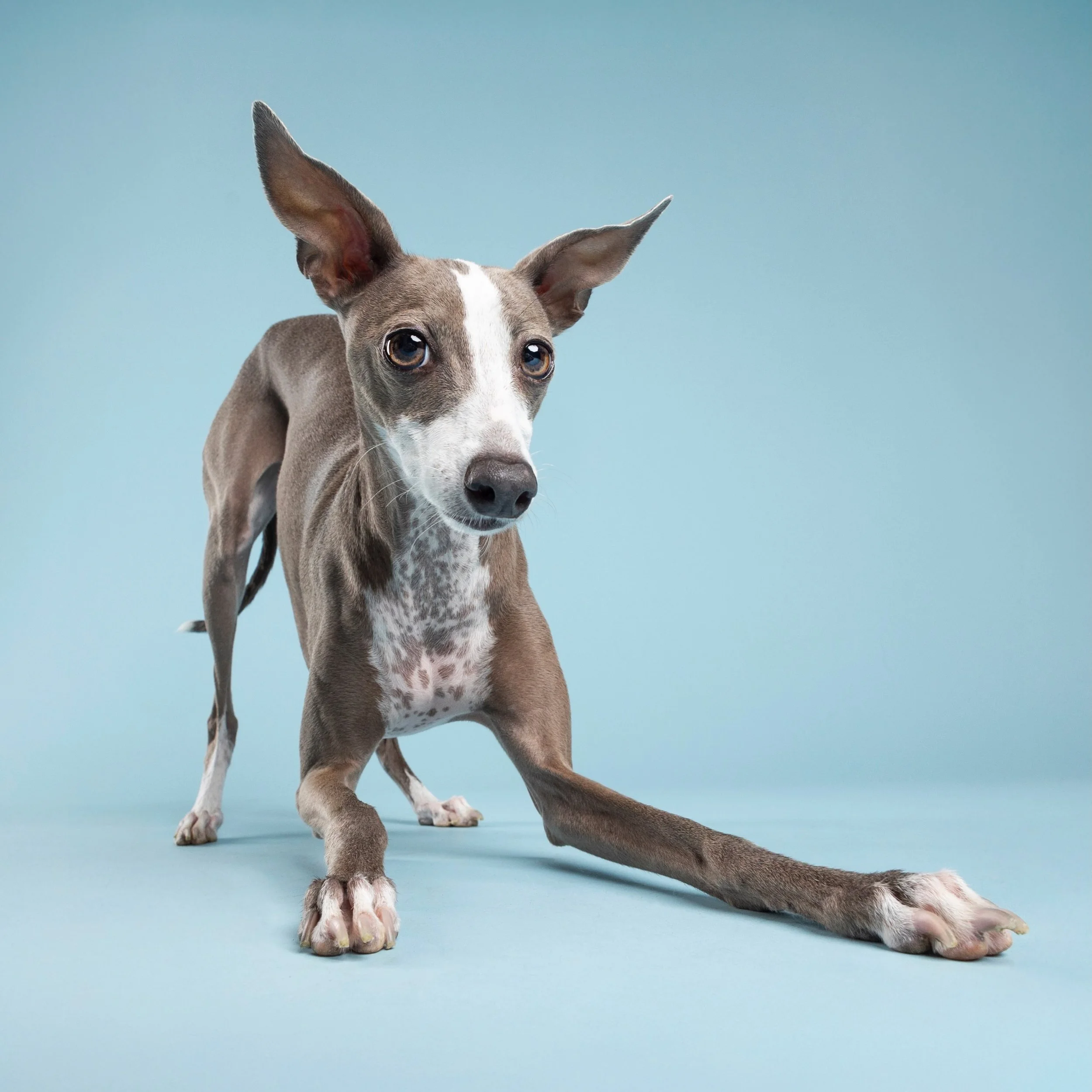 Official invitation to play has been submitted. 🎾🐾

If you know, you know... this is the universal dog language for: &ldquo;Ready or not, we&rsquo;re about to have the BEST time!&rdquo; 😂

#ItalianGreyhound #PlayBow #ScottsdaleDogPhotographer #Mob